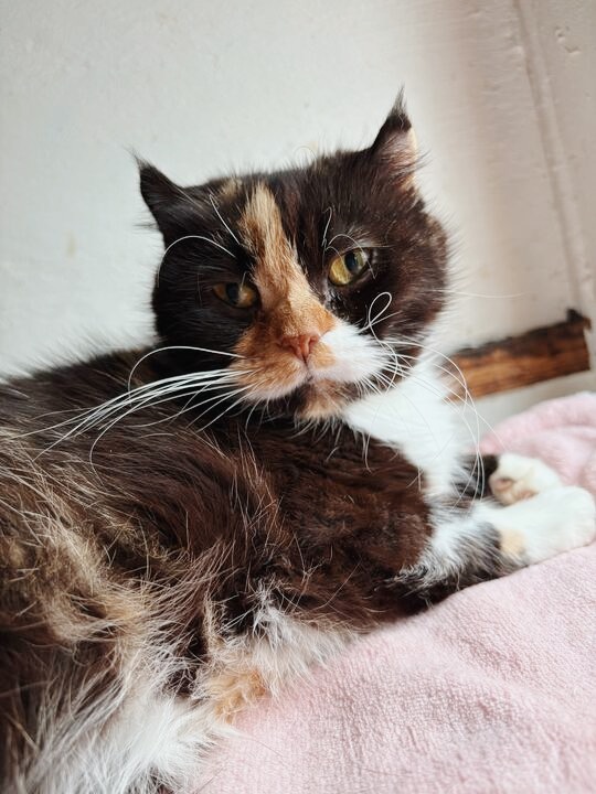 ウィージーの画像2