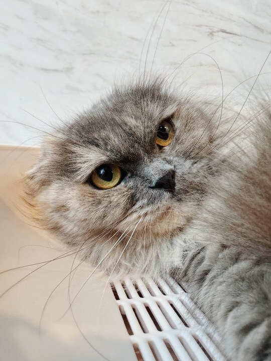 タフィーの画像3