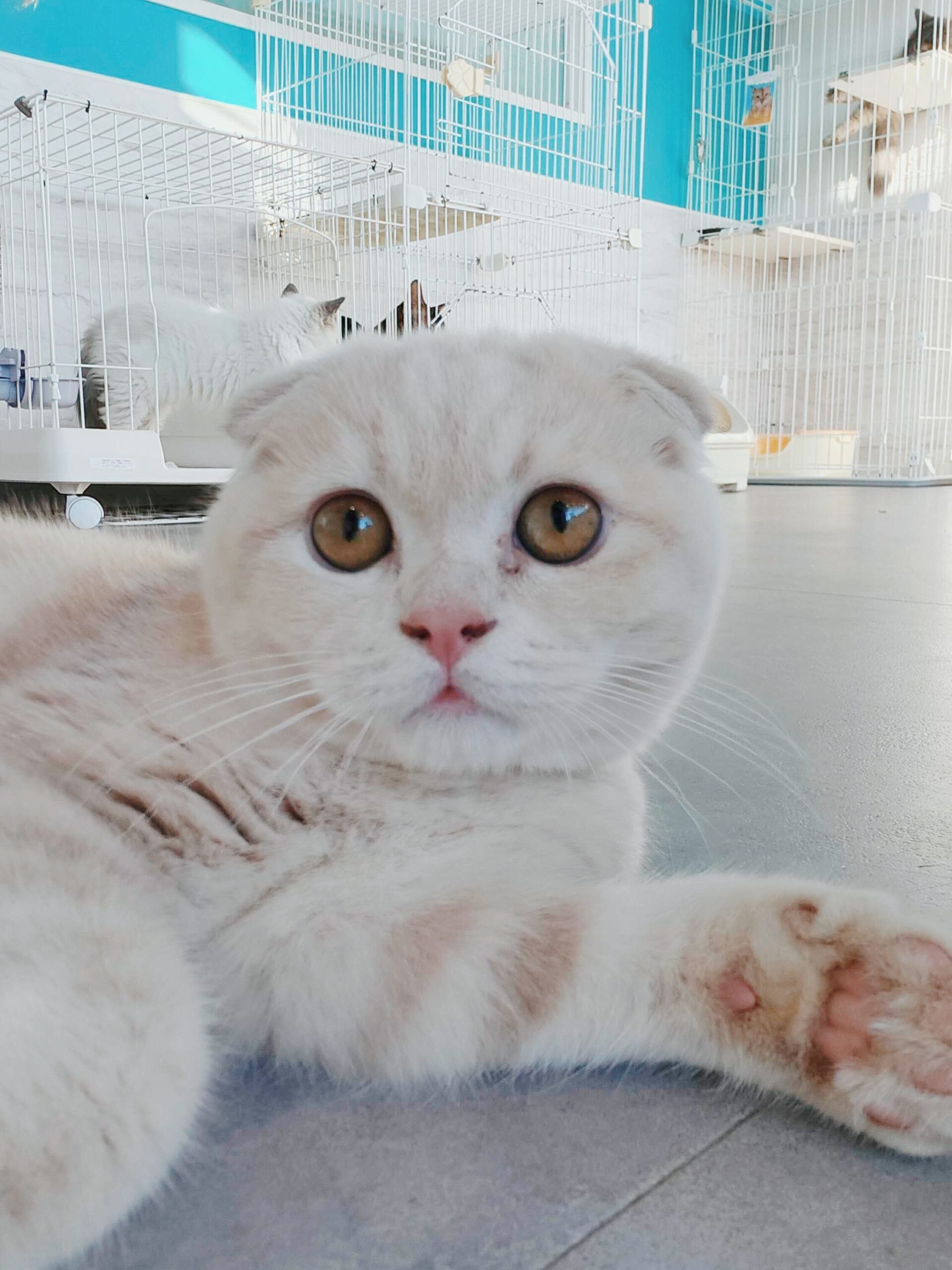 カナリアの画像3