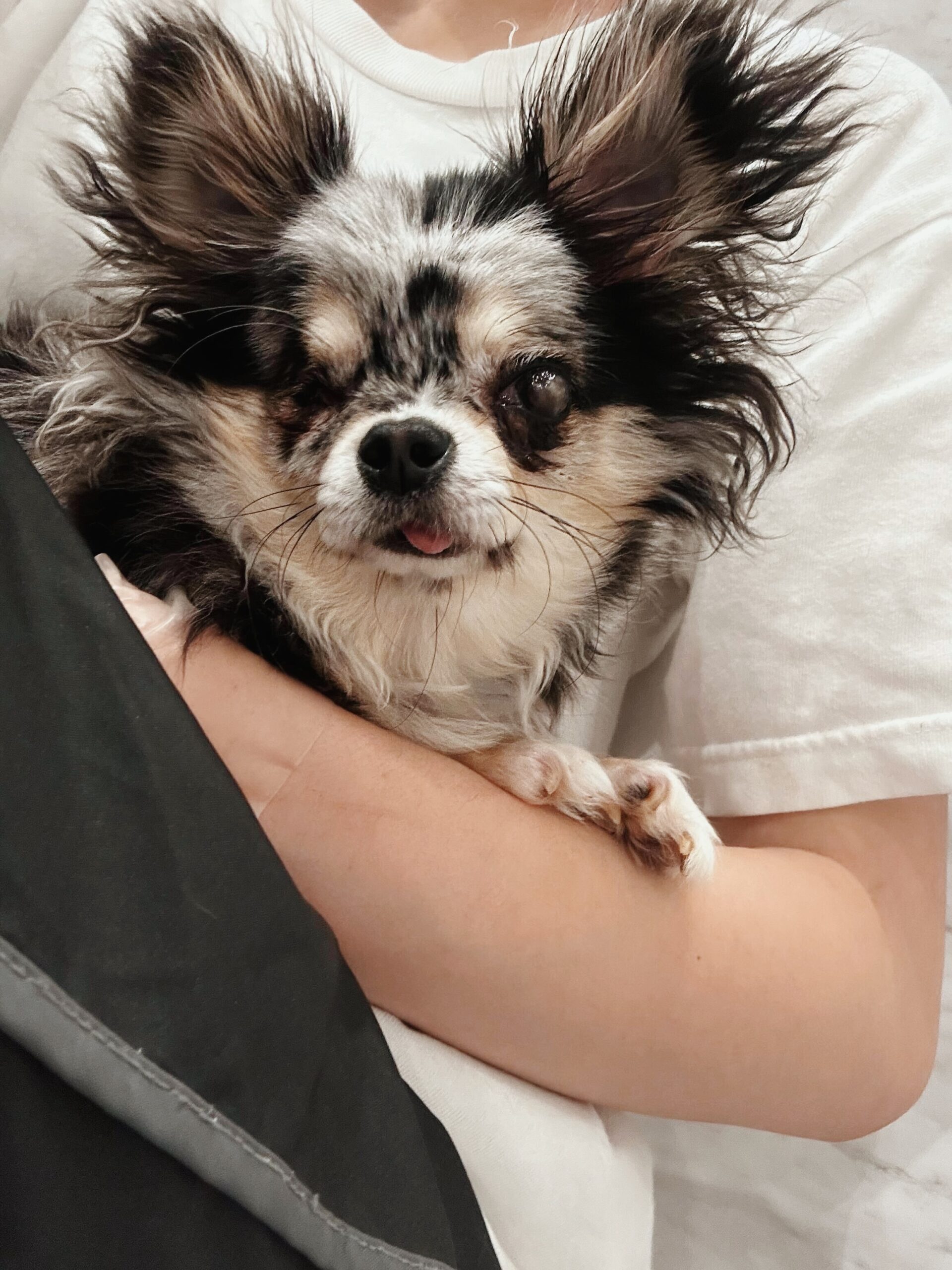 ハロルドの画像3