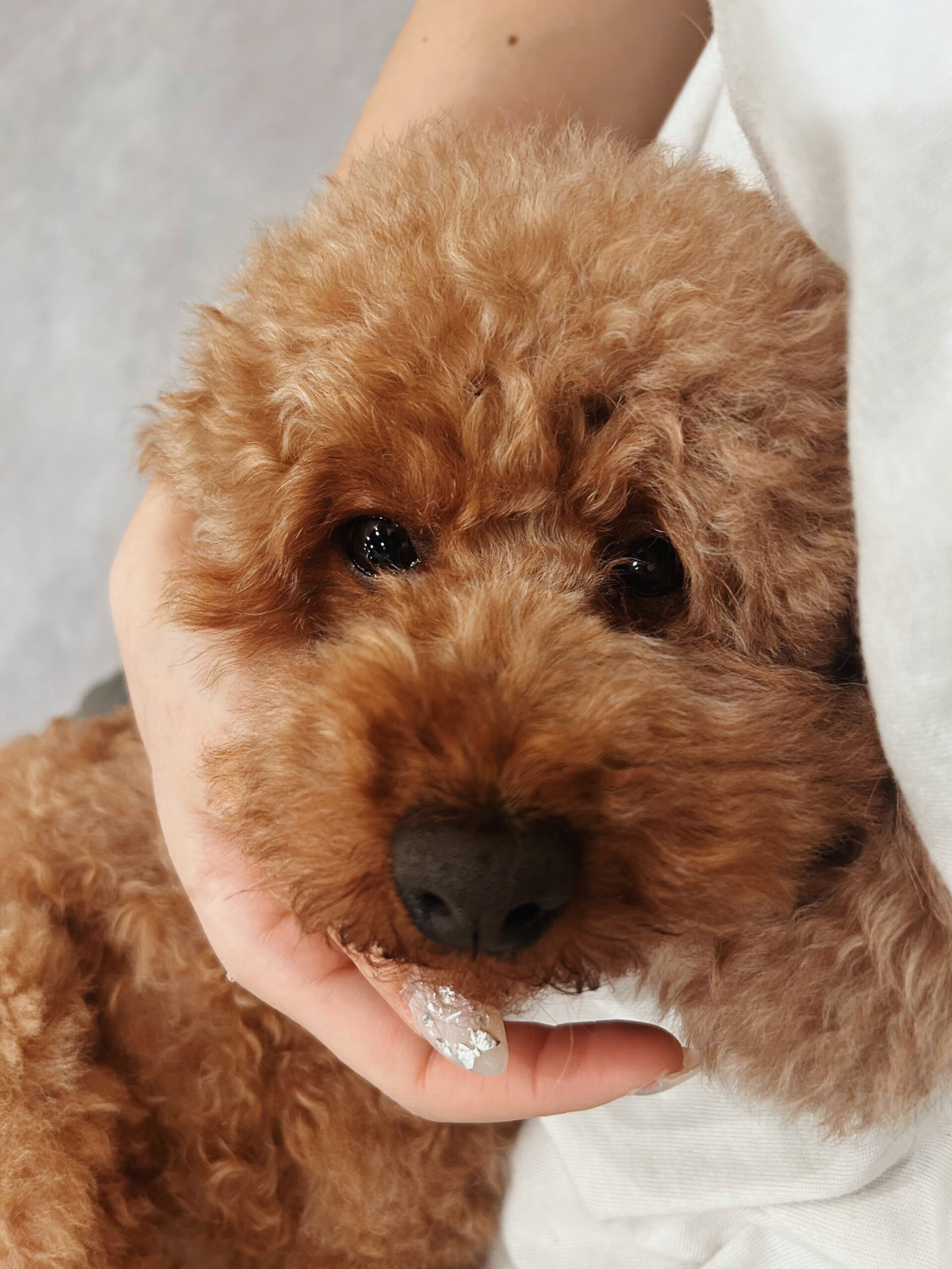 トゥーホックの画像3