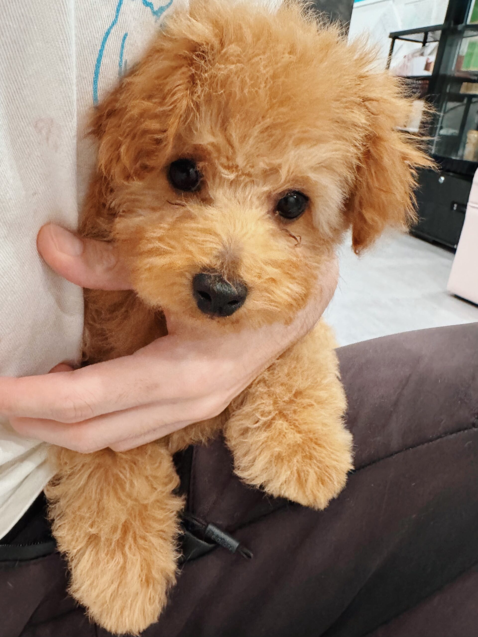 モンタナの画像3