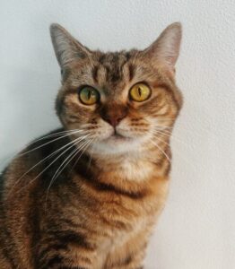レブロン