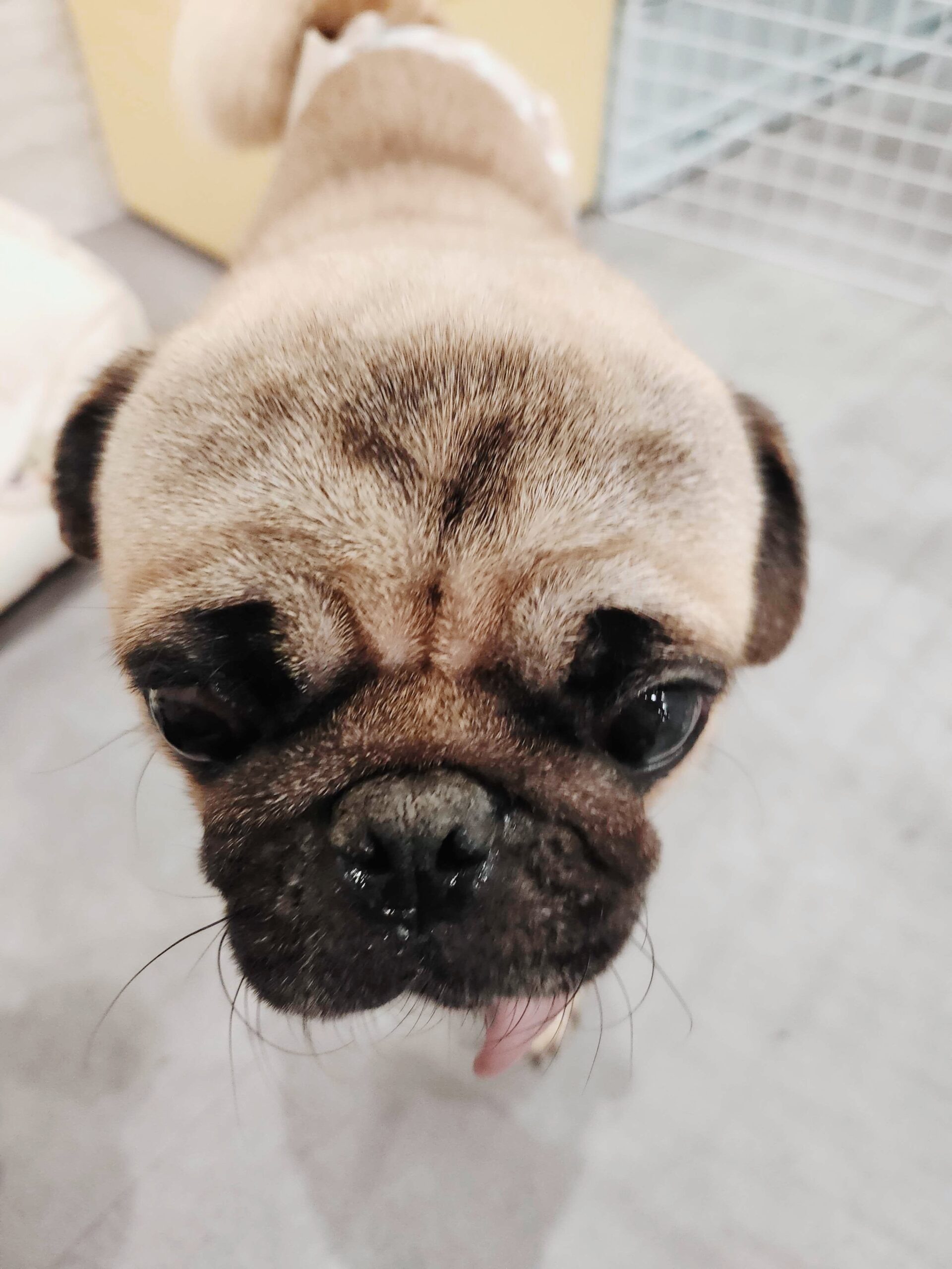 クララベルの画像3