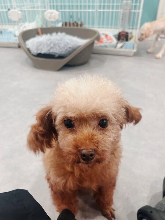 ポテロングの画像1