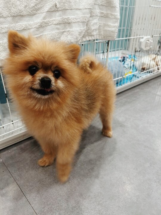 ノンノンの画像1