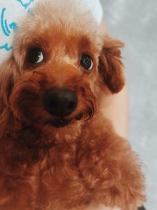 かっぱえびせん