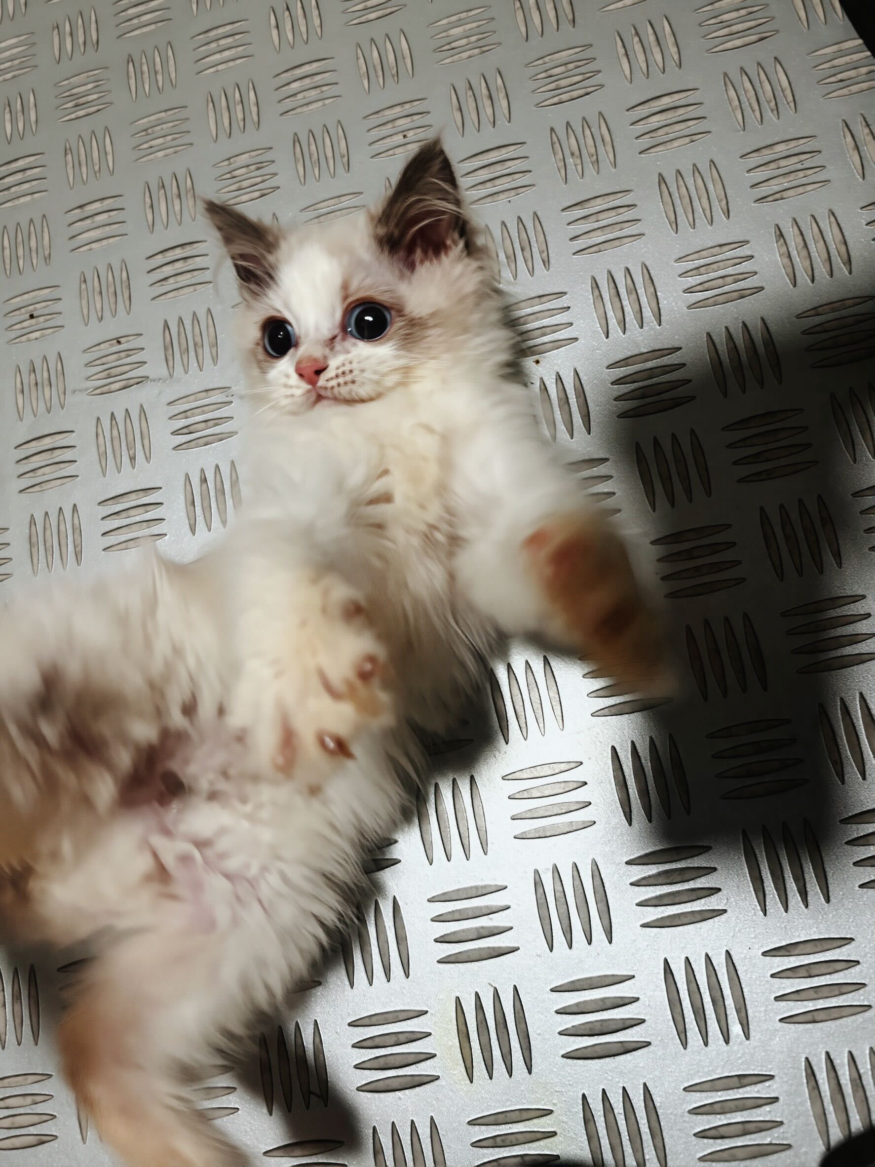 ショートの画像3