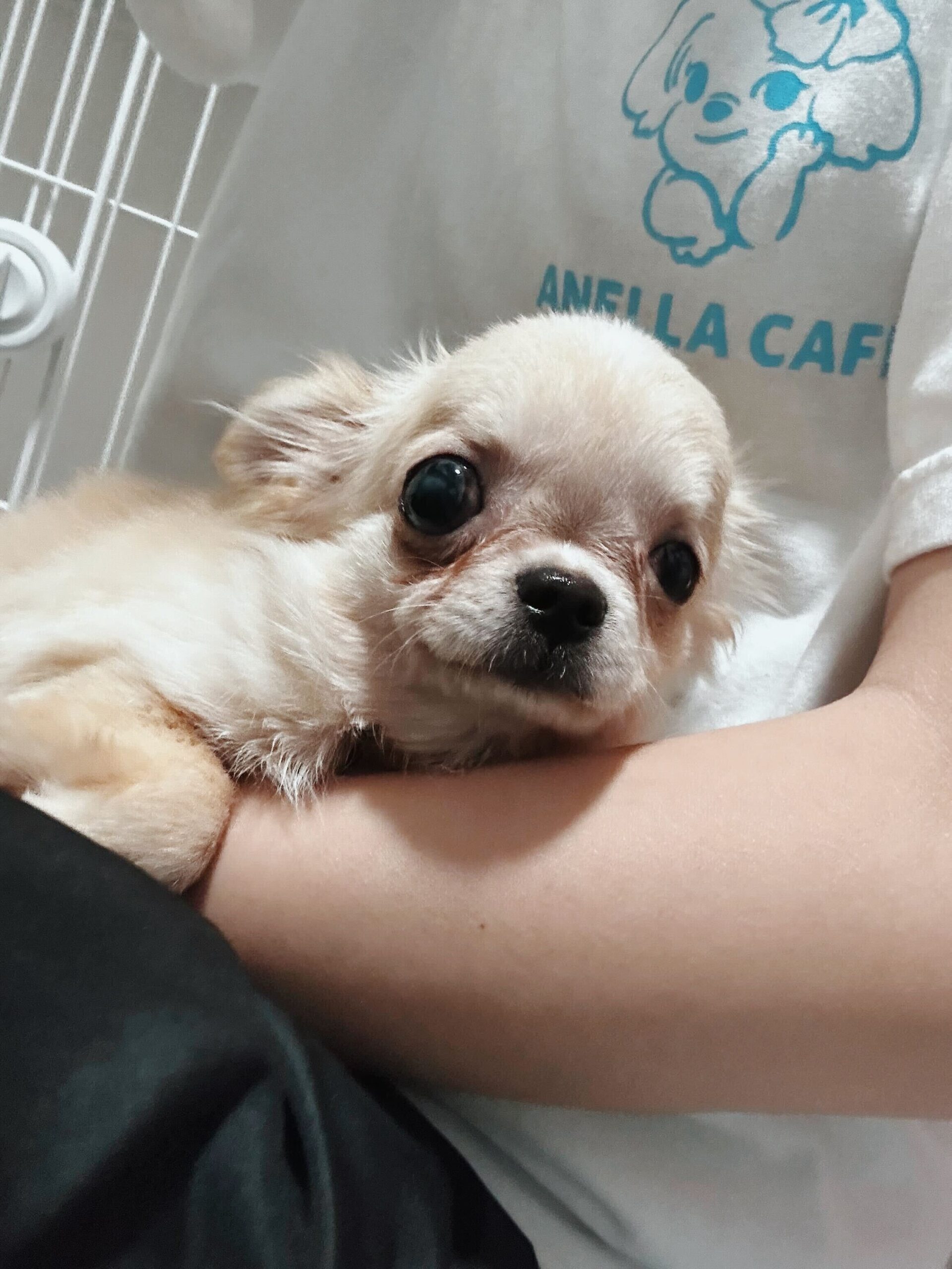 すずかけの画像2