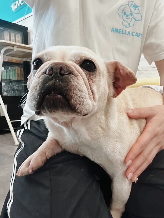 ペギタンの画像1