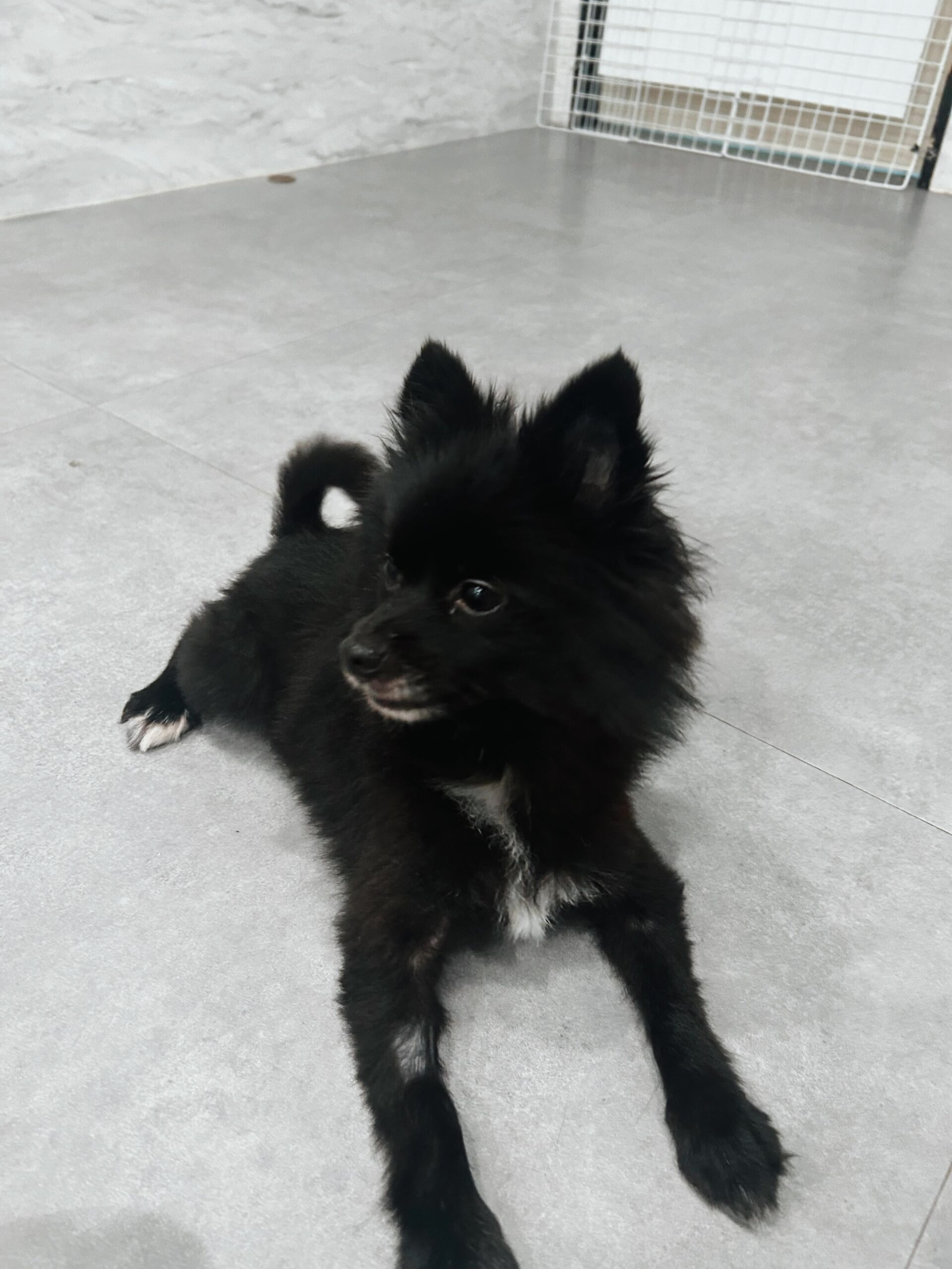 ペイズリーの画像2