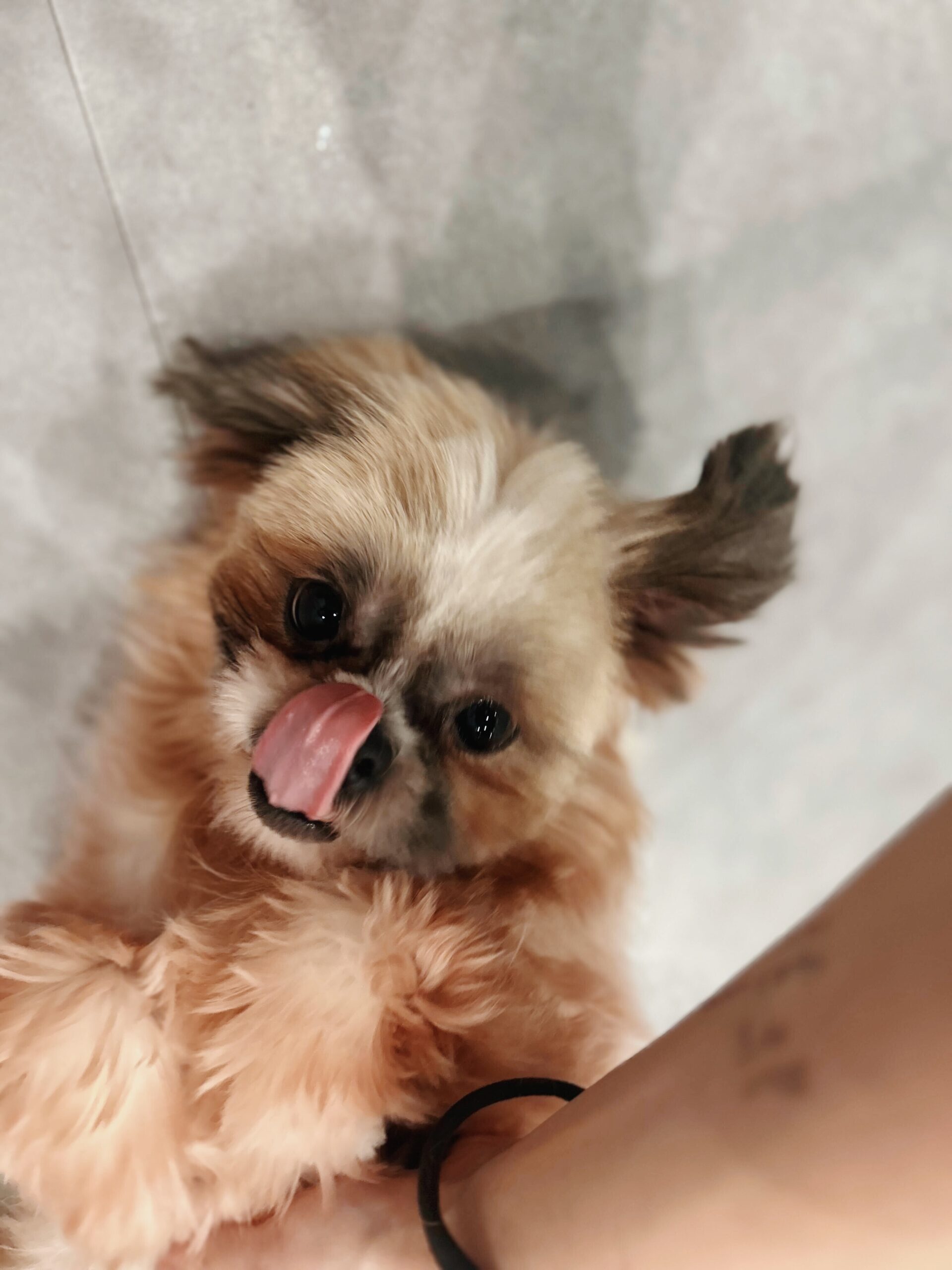 クロウハウザーの画像3