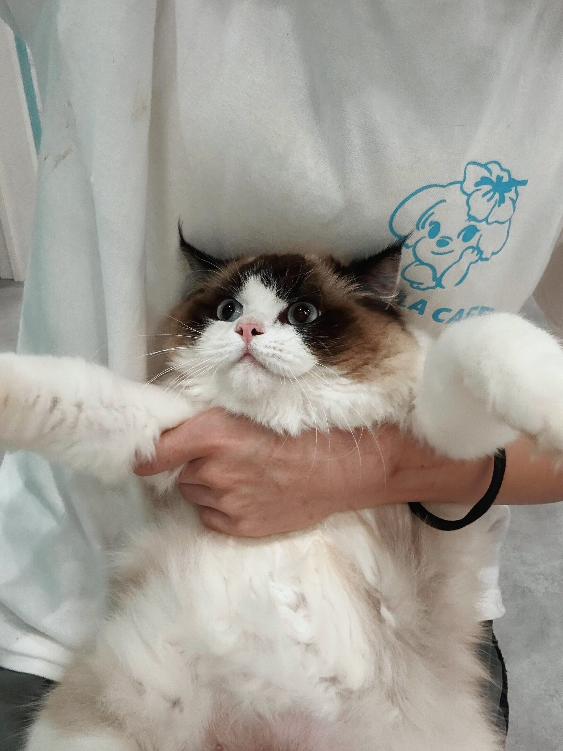 マッスルの画像1