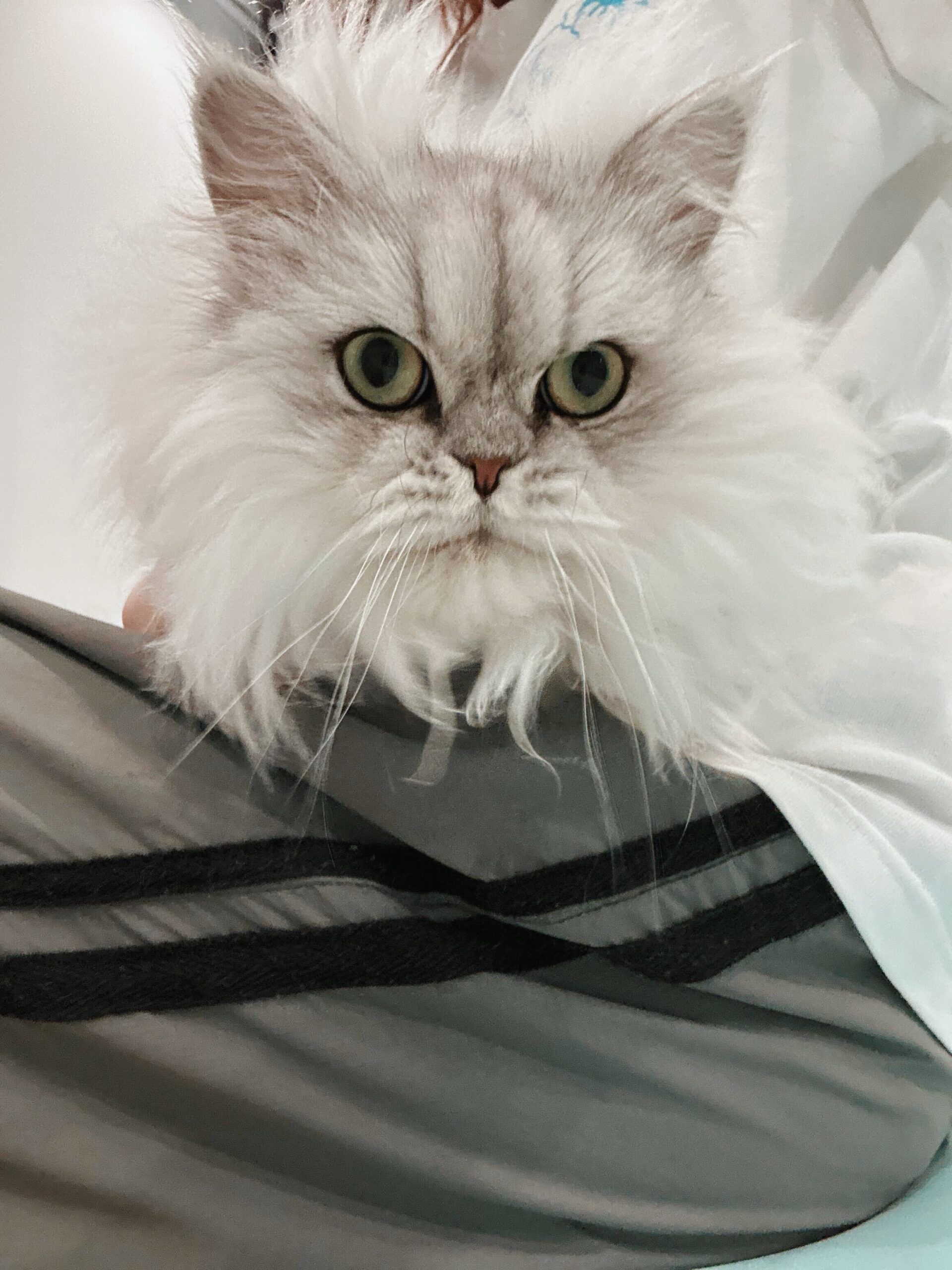 ゲイリーの画像3