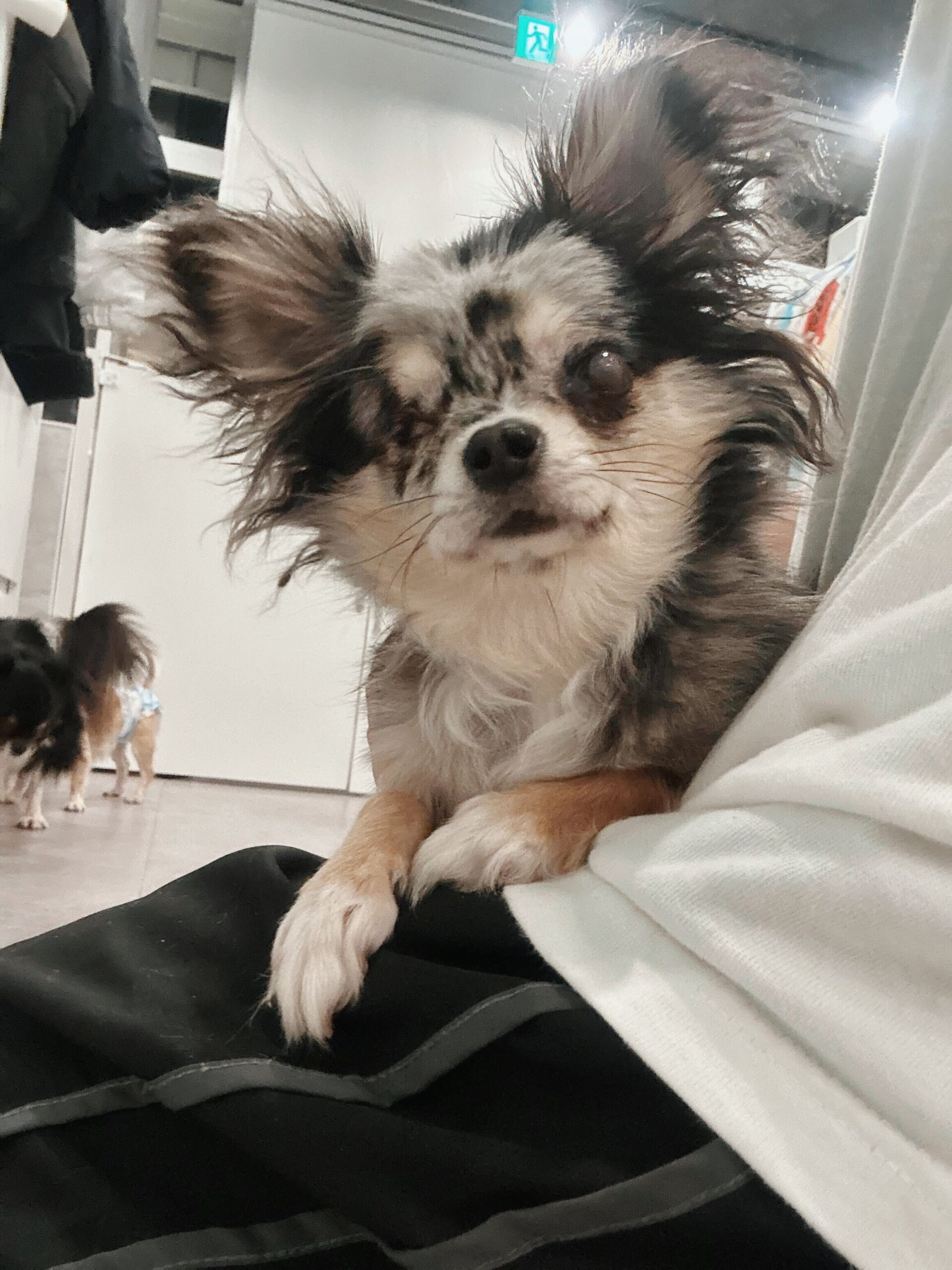 ハロルドの画像2