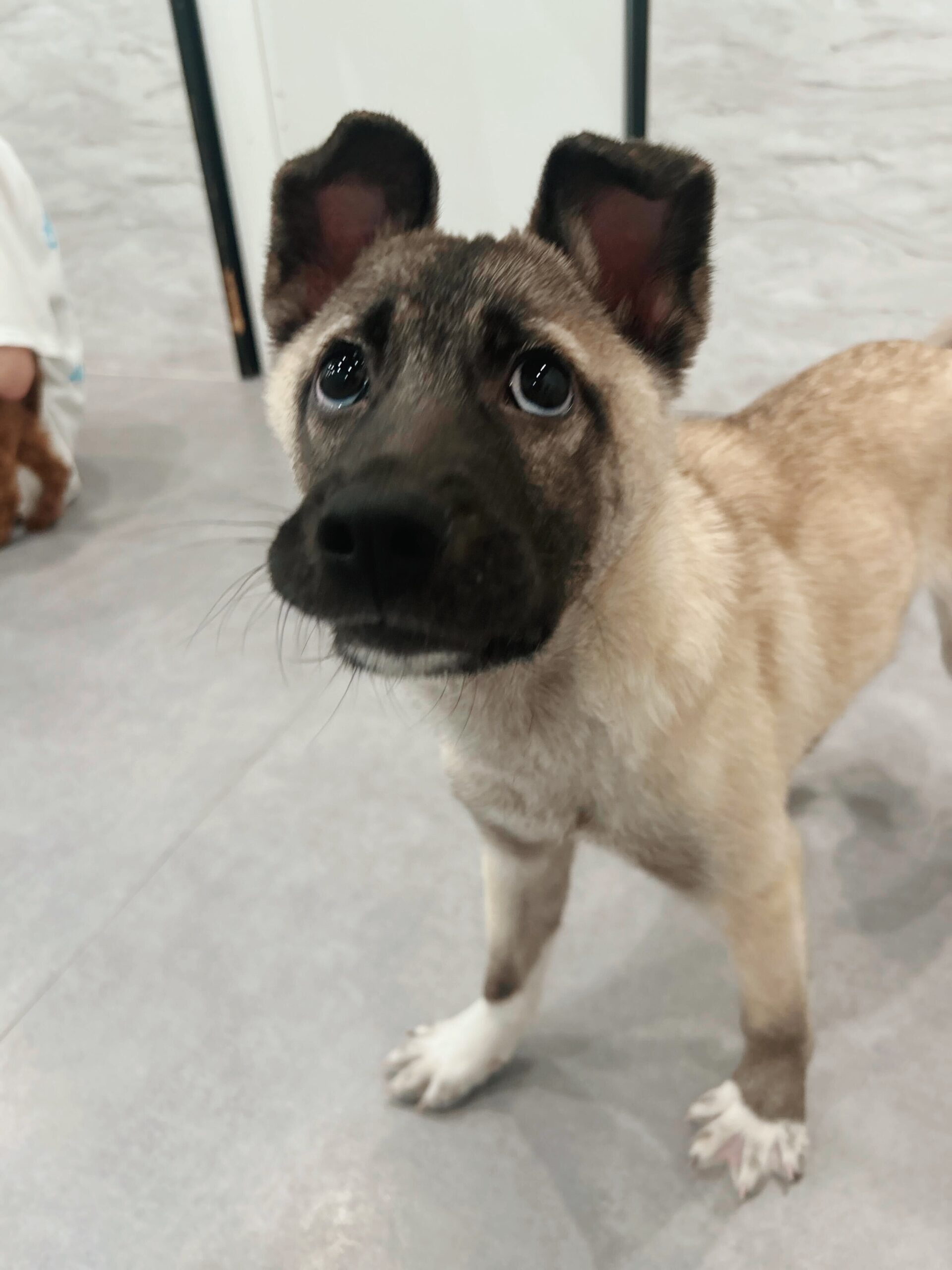 フロプシーの画像3