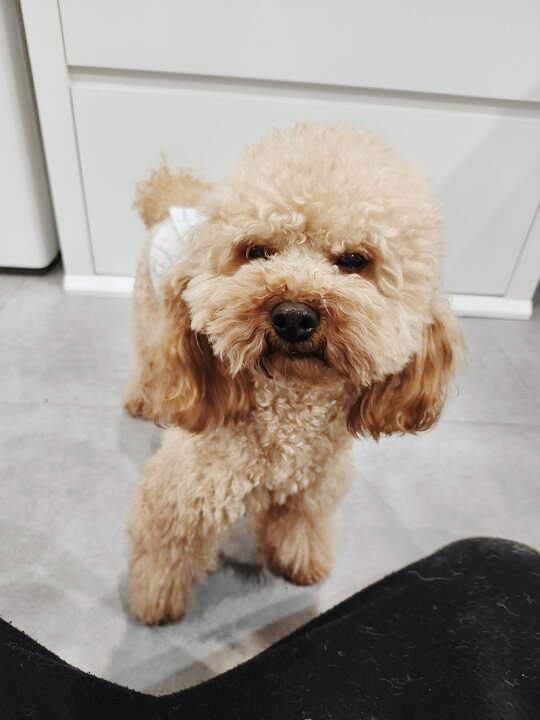 パペットの画像2