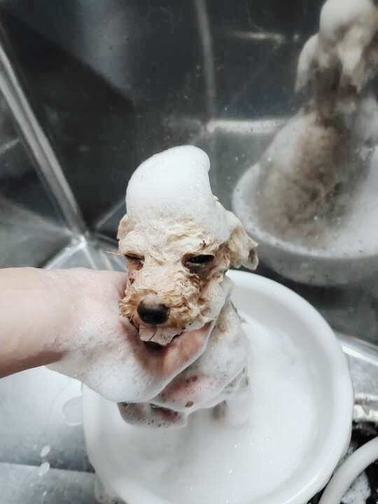 ラミーノーズの画像2