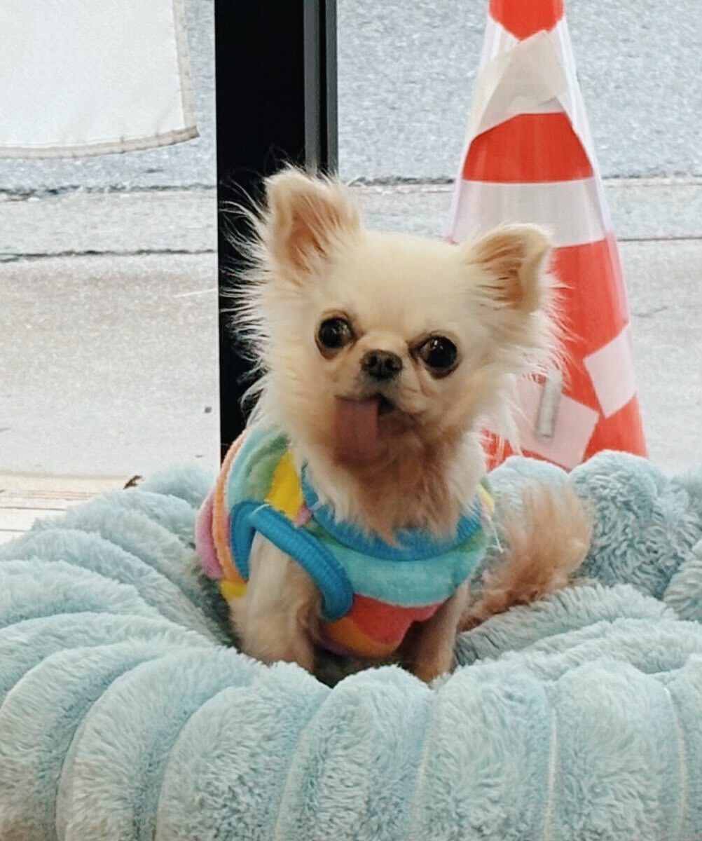 あんのうの画像3