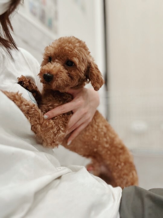 スパイクの画像2