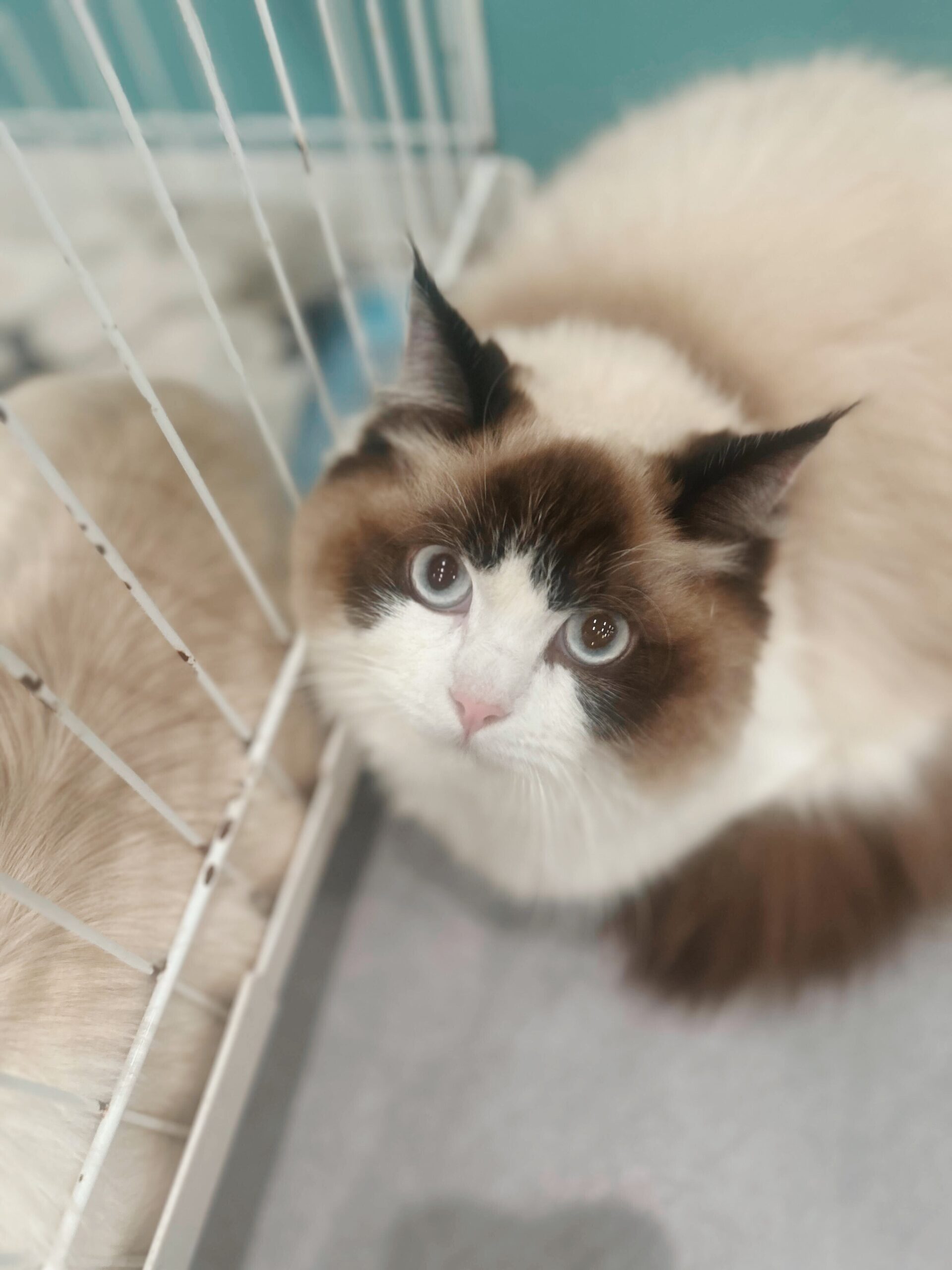 マッスルの画像3