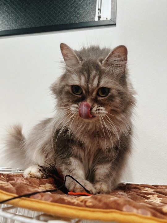 オーリーの画像3