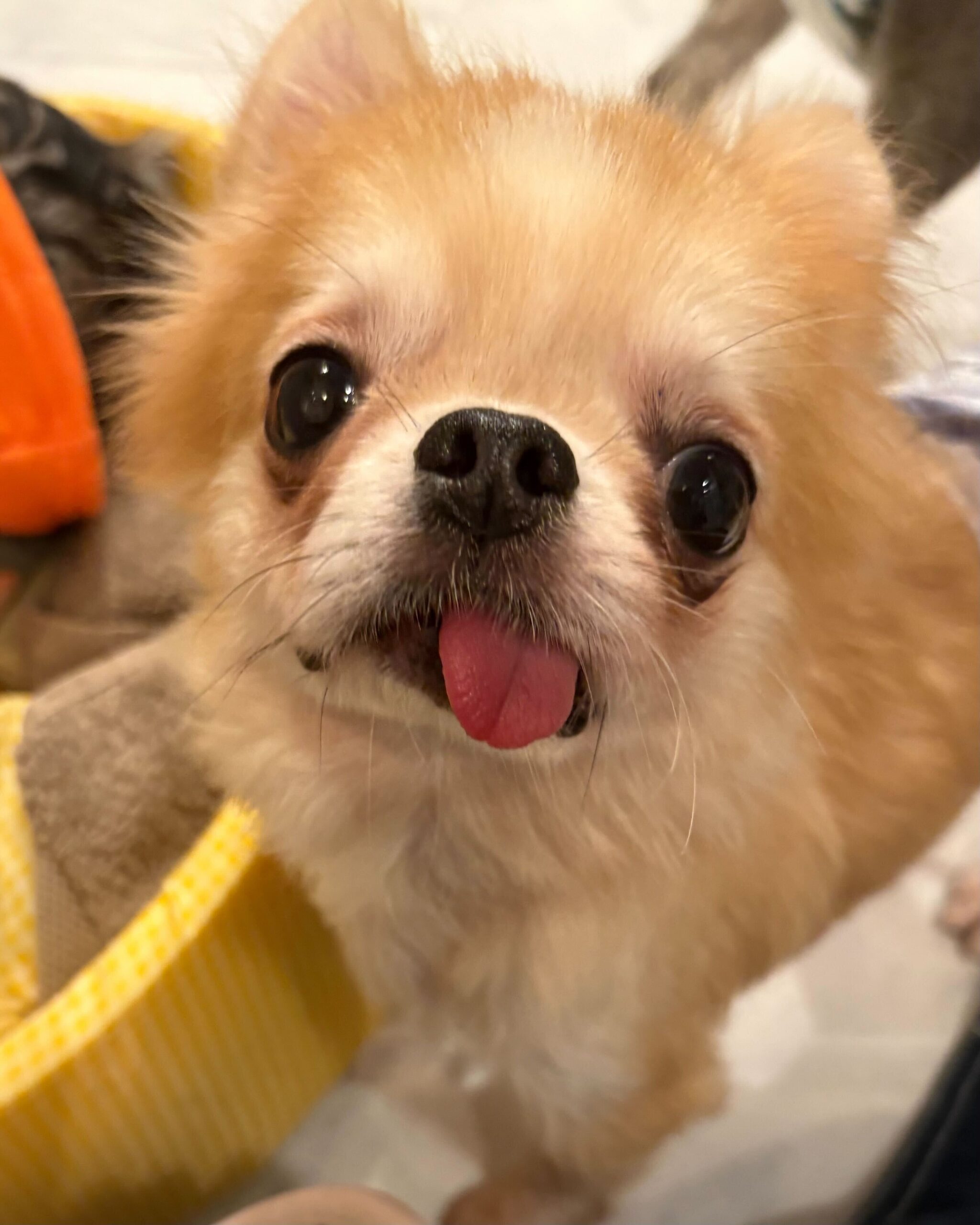 タイラーの画像2