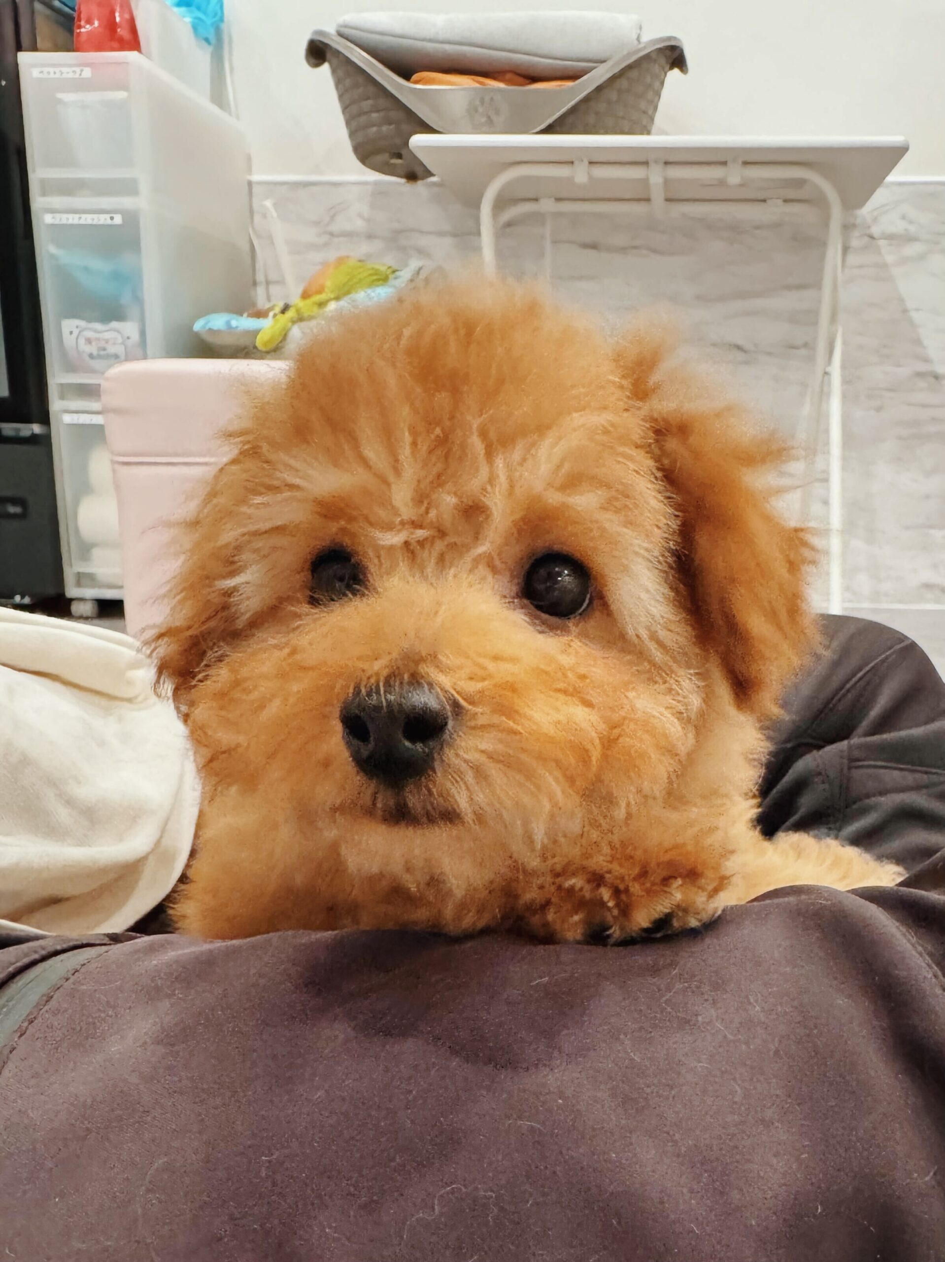 モンタナの画像2