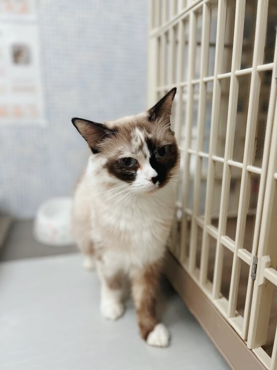 セザンヌの画像3