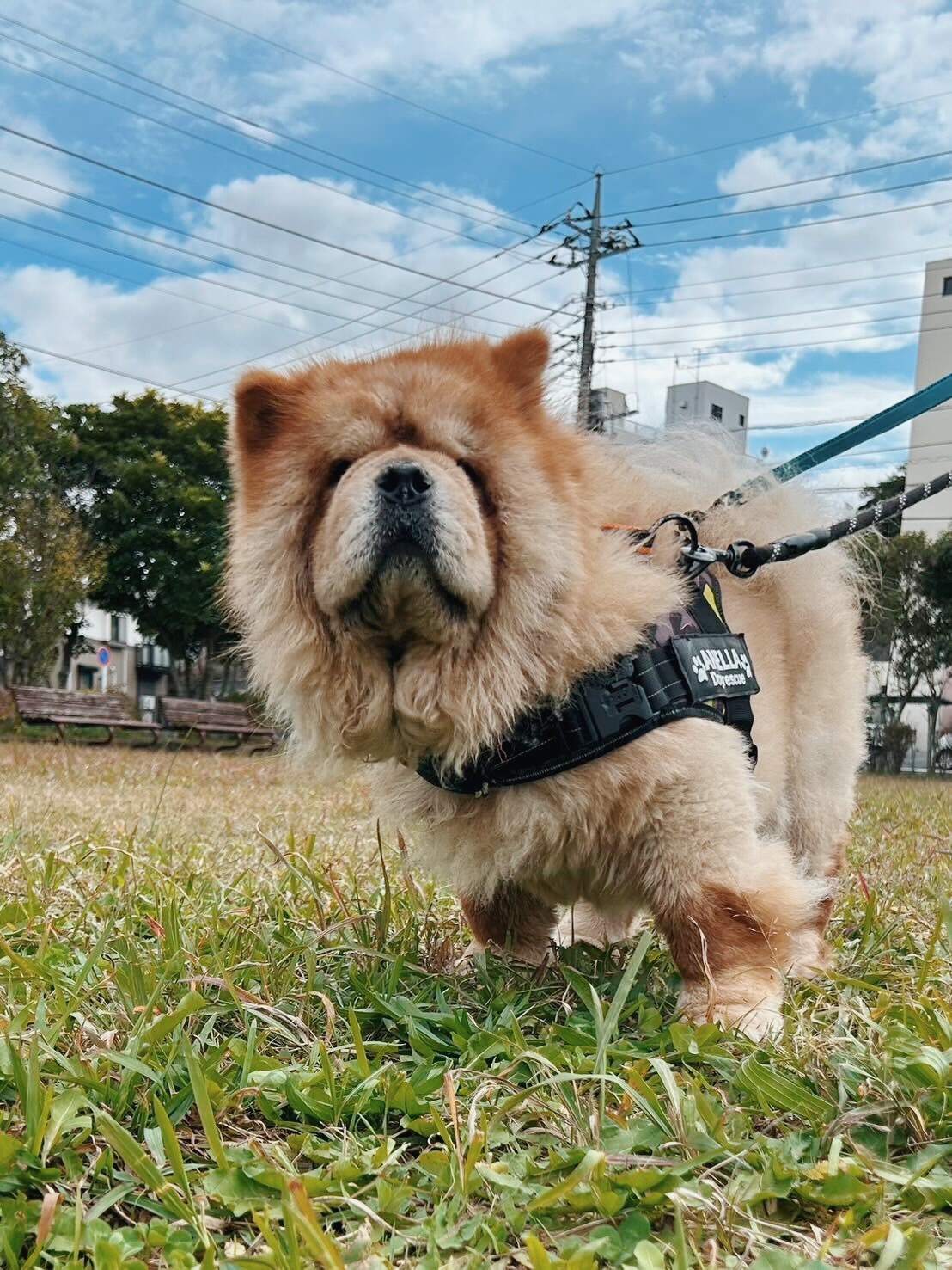 プロキオンの画像3