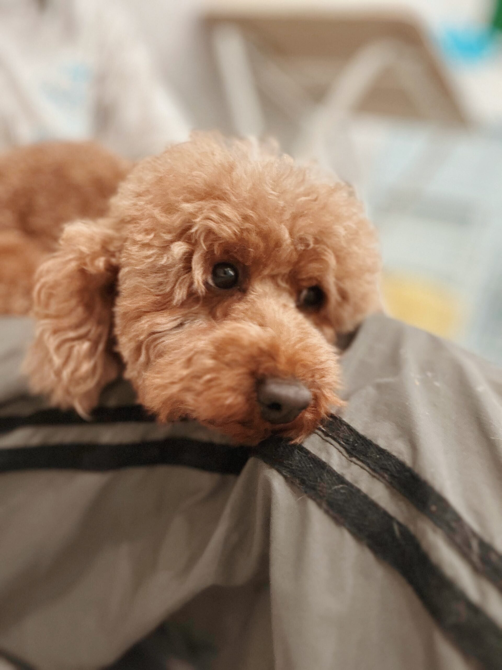 トゥーホックの画像2