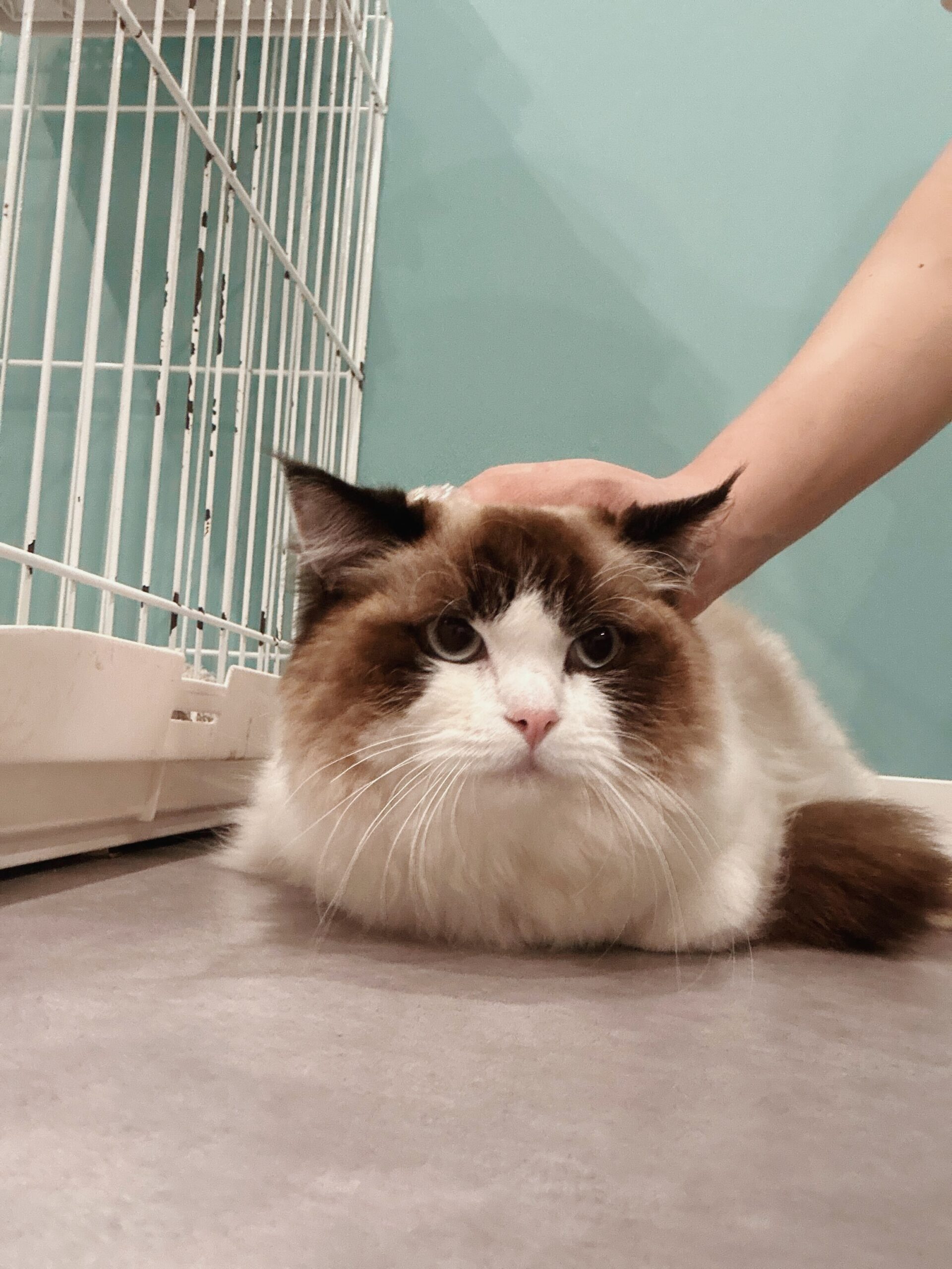 マッスルの画像2