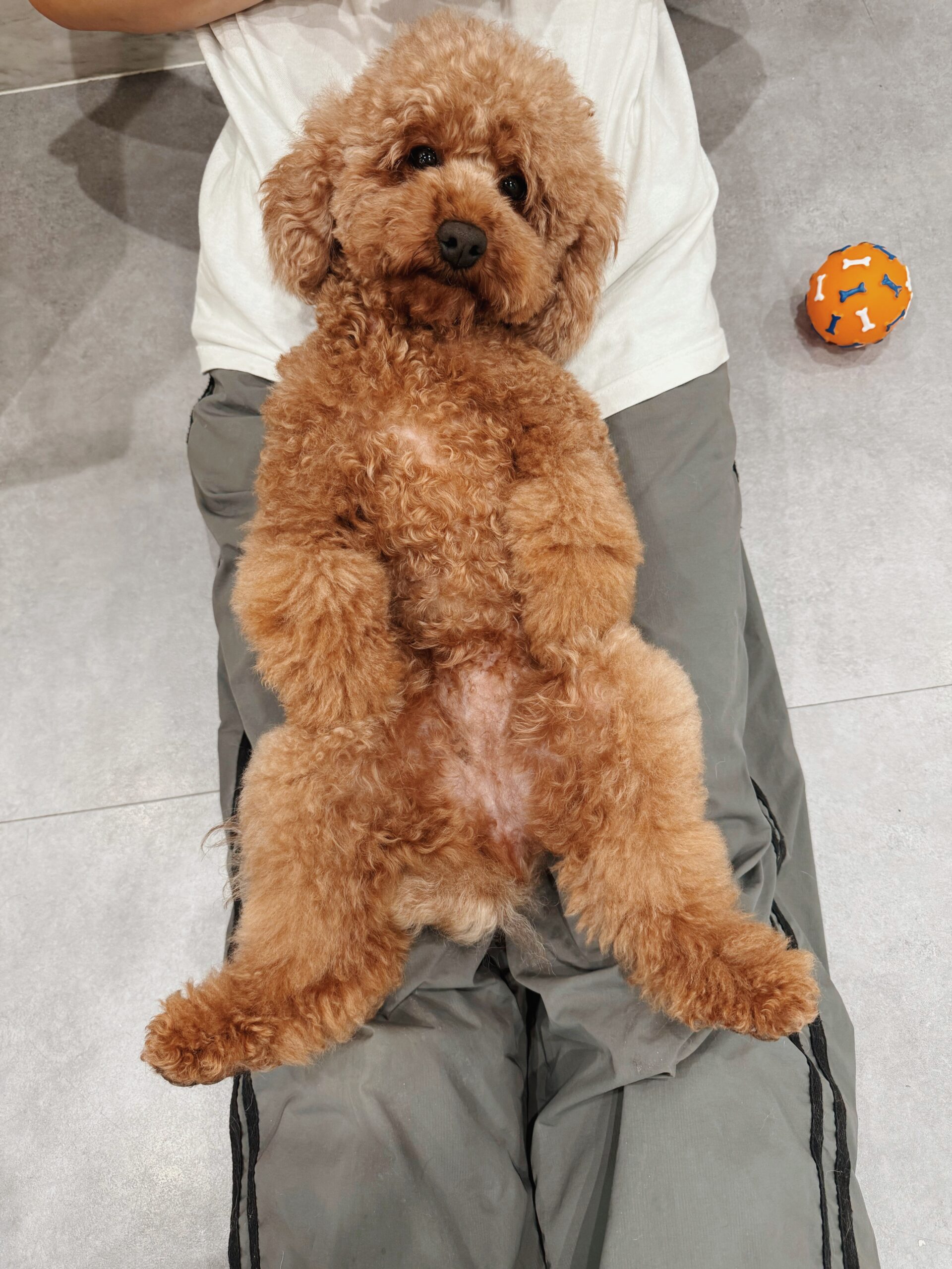 トゥーホックの画像1