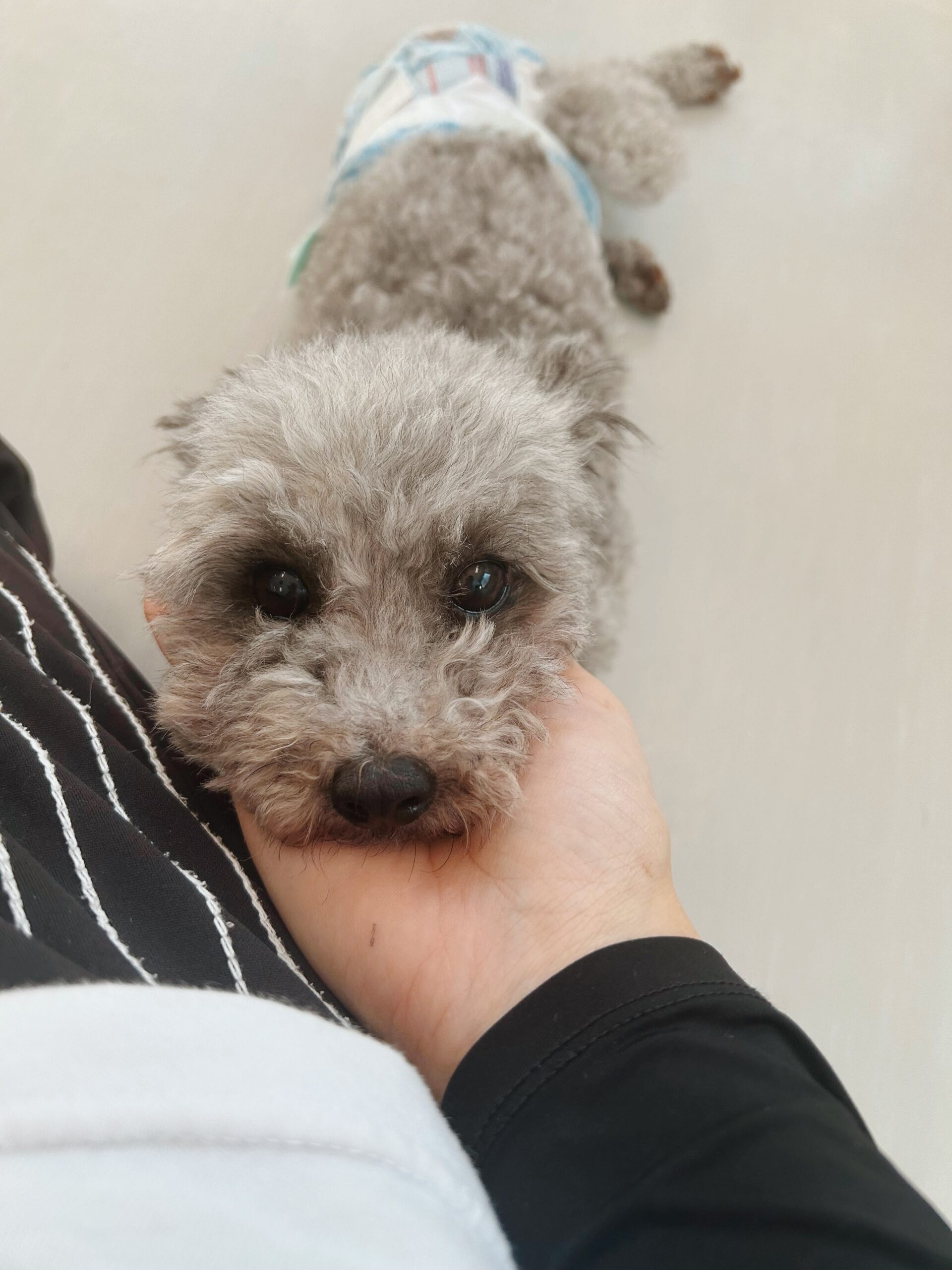 ドルービーの画像2