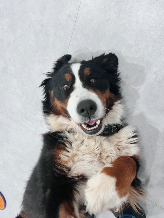 アオベエの画像3