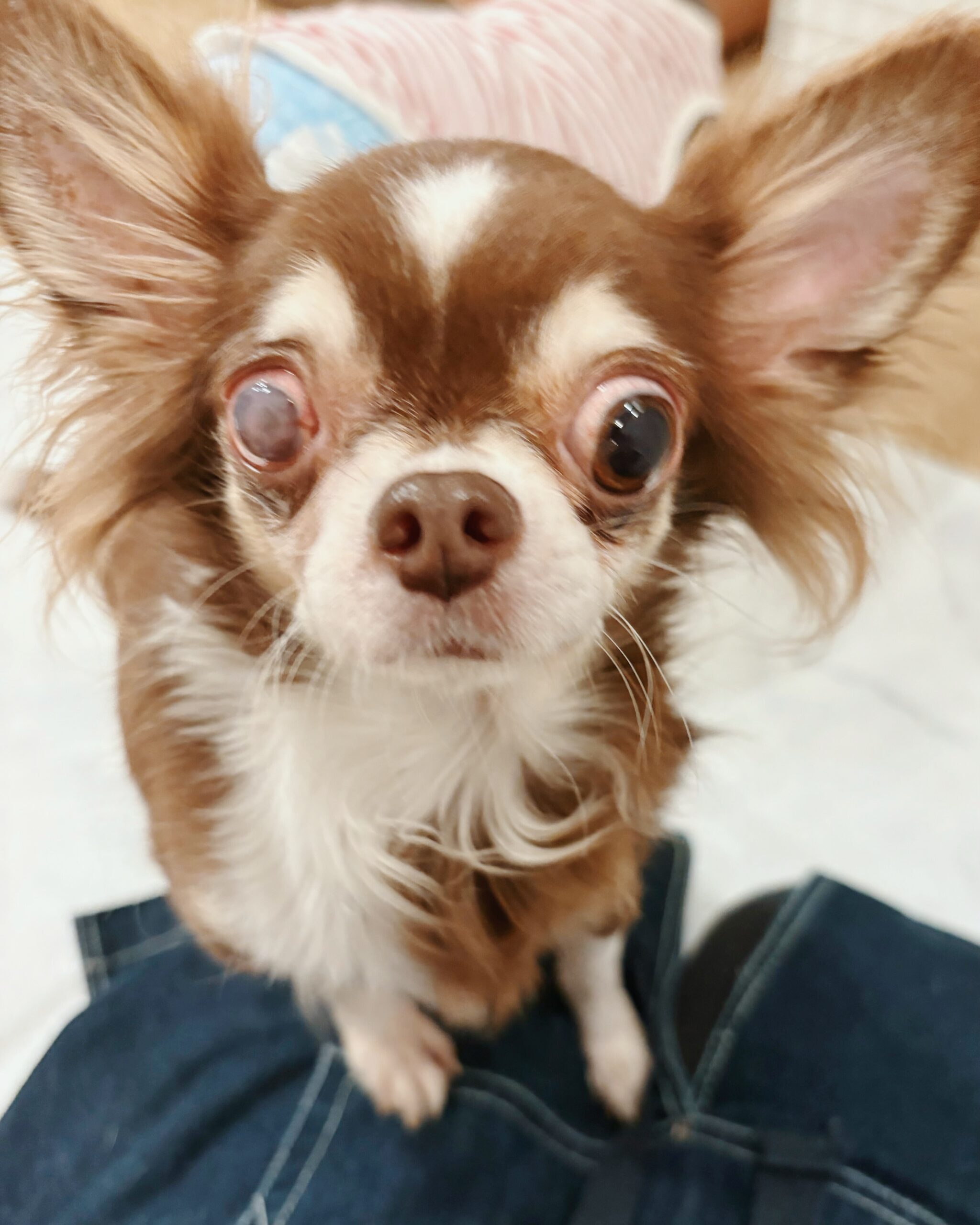 スリンキーの画像3