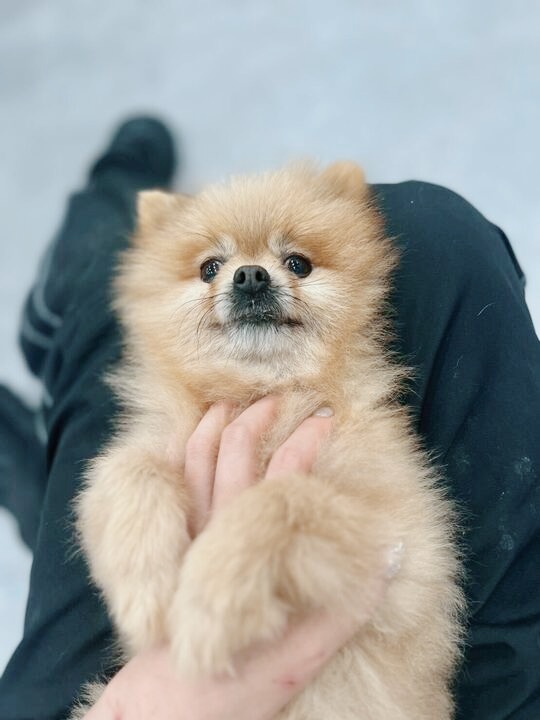 ノンノンの画像3