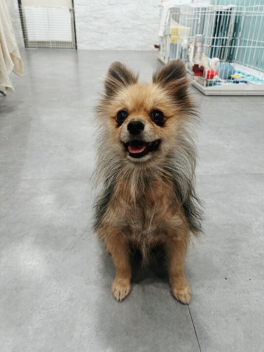 スンスンの画像1