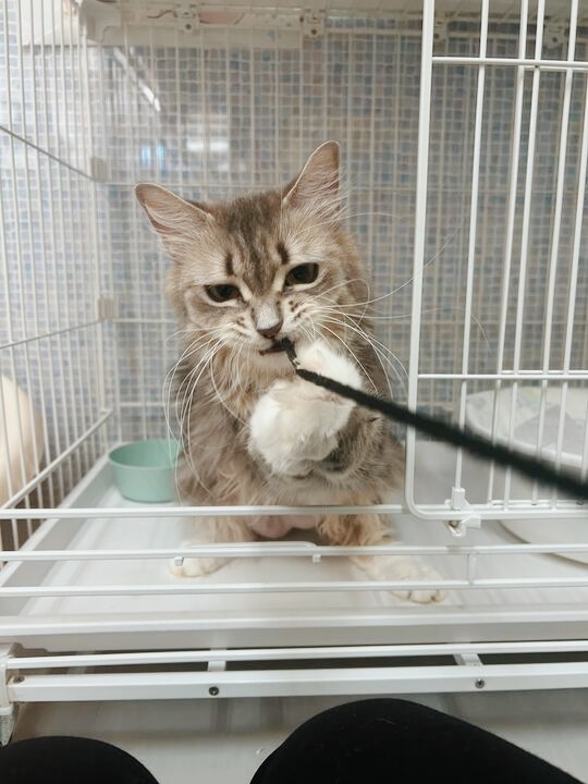 ロムアンドの画像3