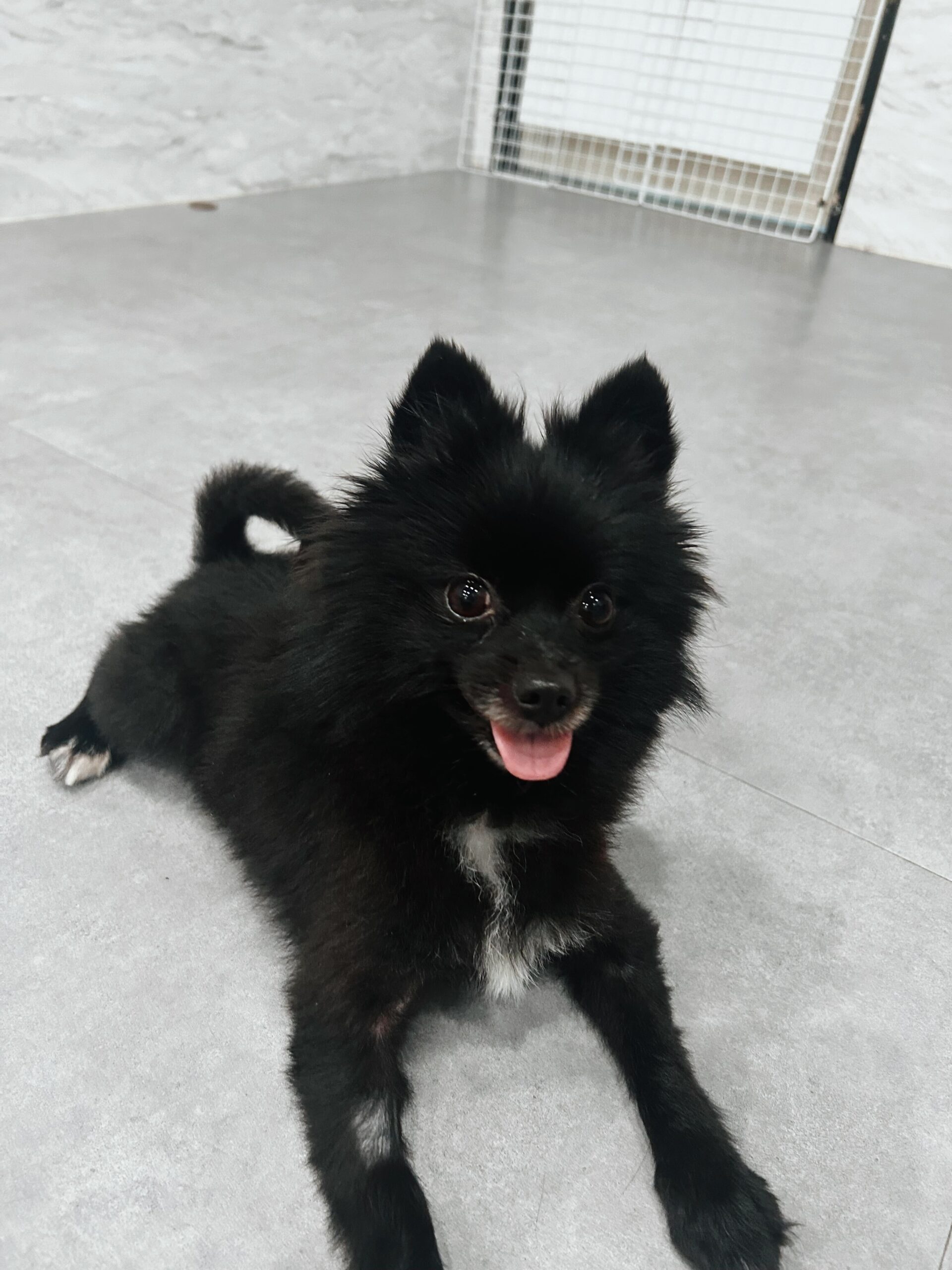 ペイズリーの画像3