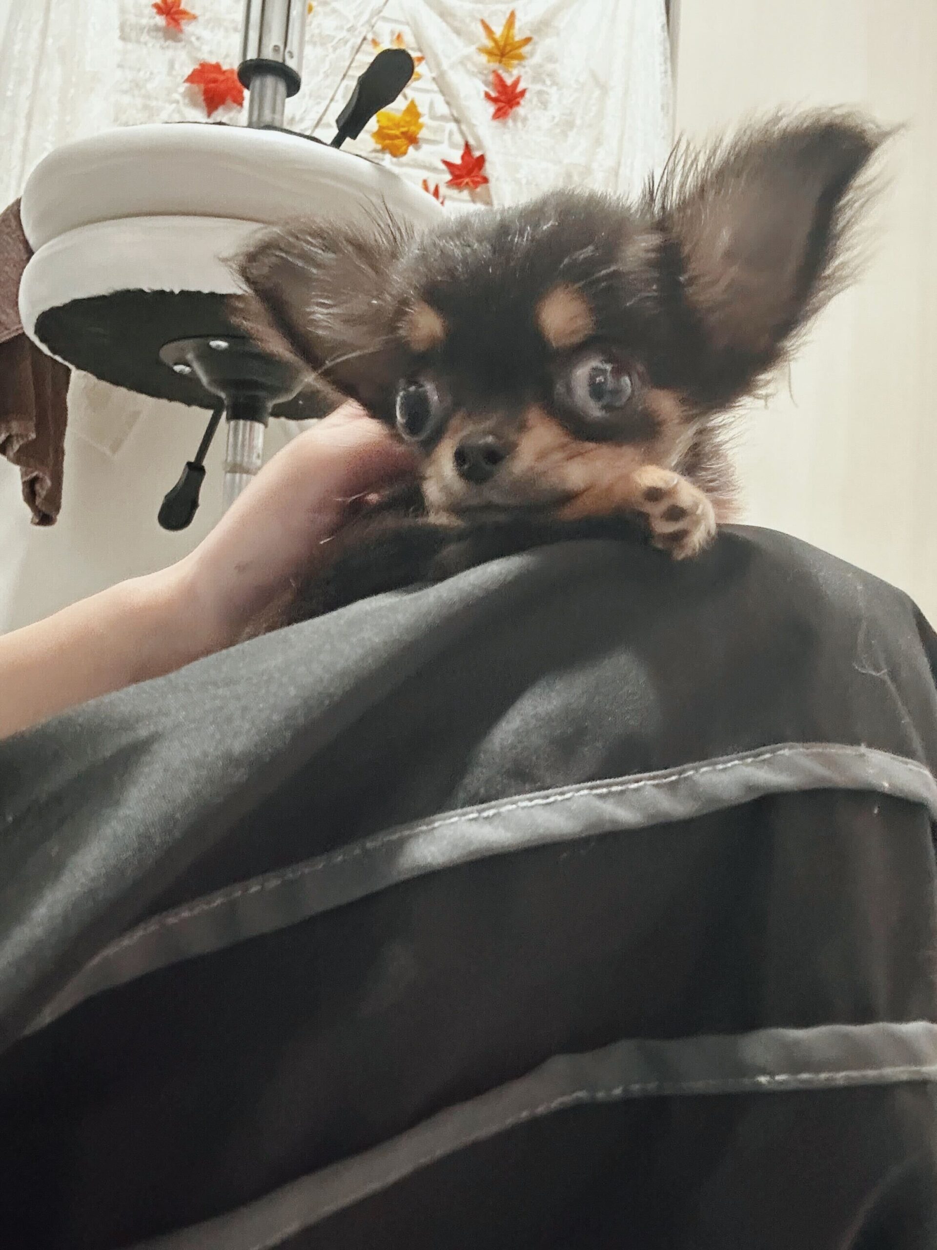 どんぐりの画像1