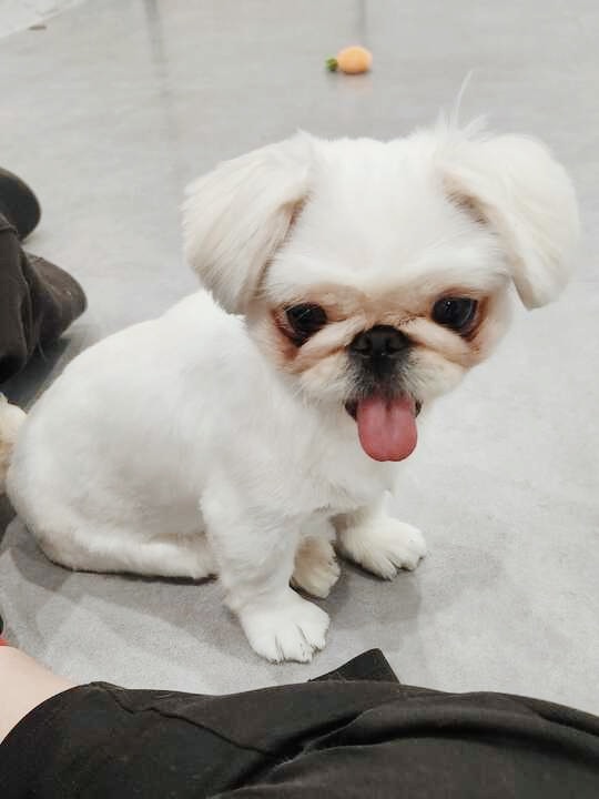 ジュディの画像1