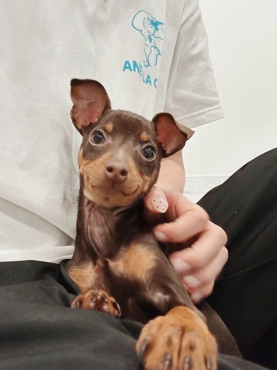 おじゃる丸の画像2