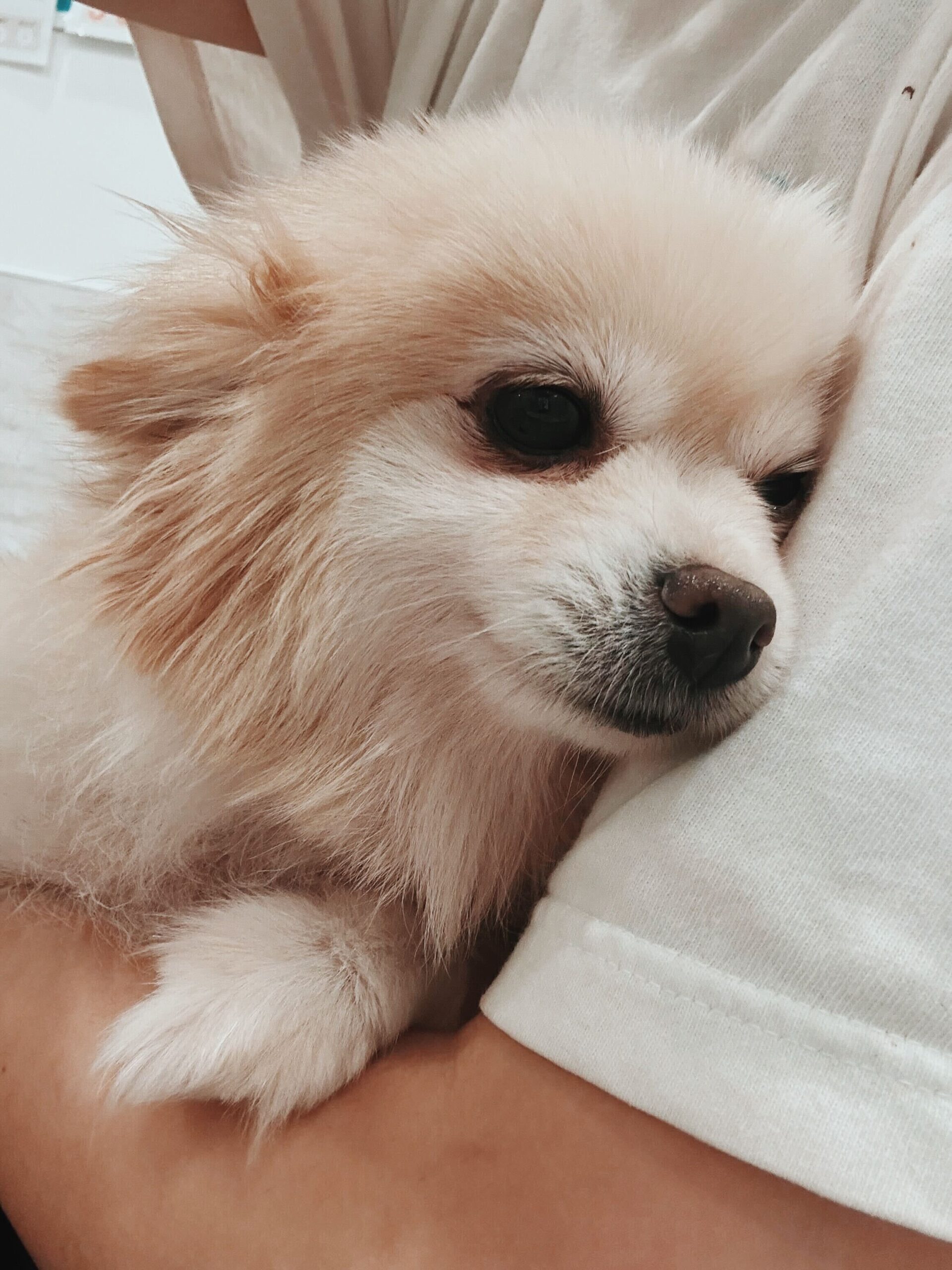 ギンガムの画像1