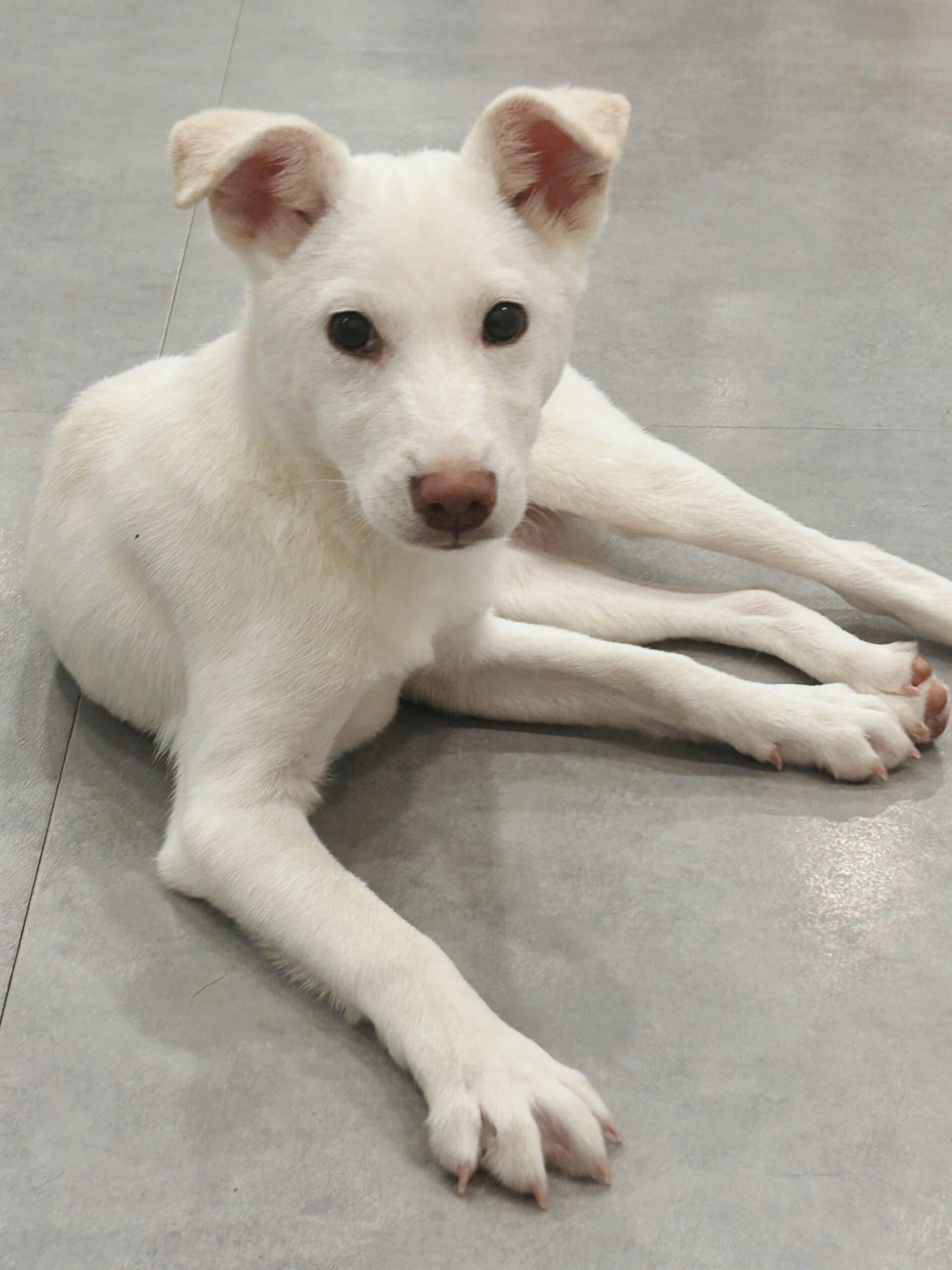 カトンテールの画像1