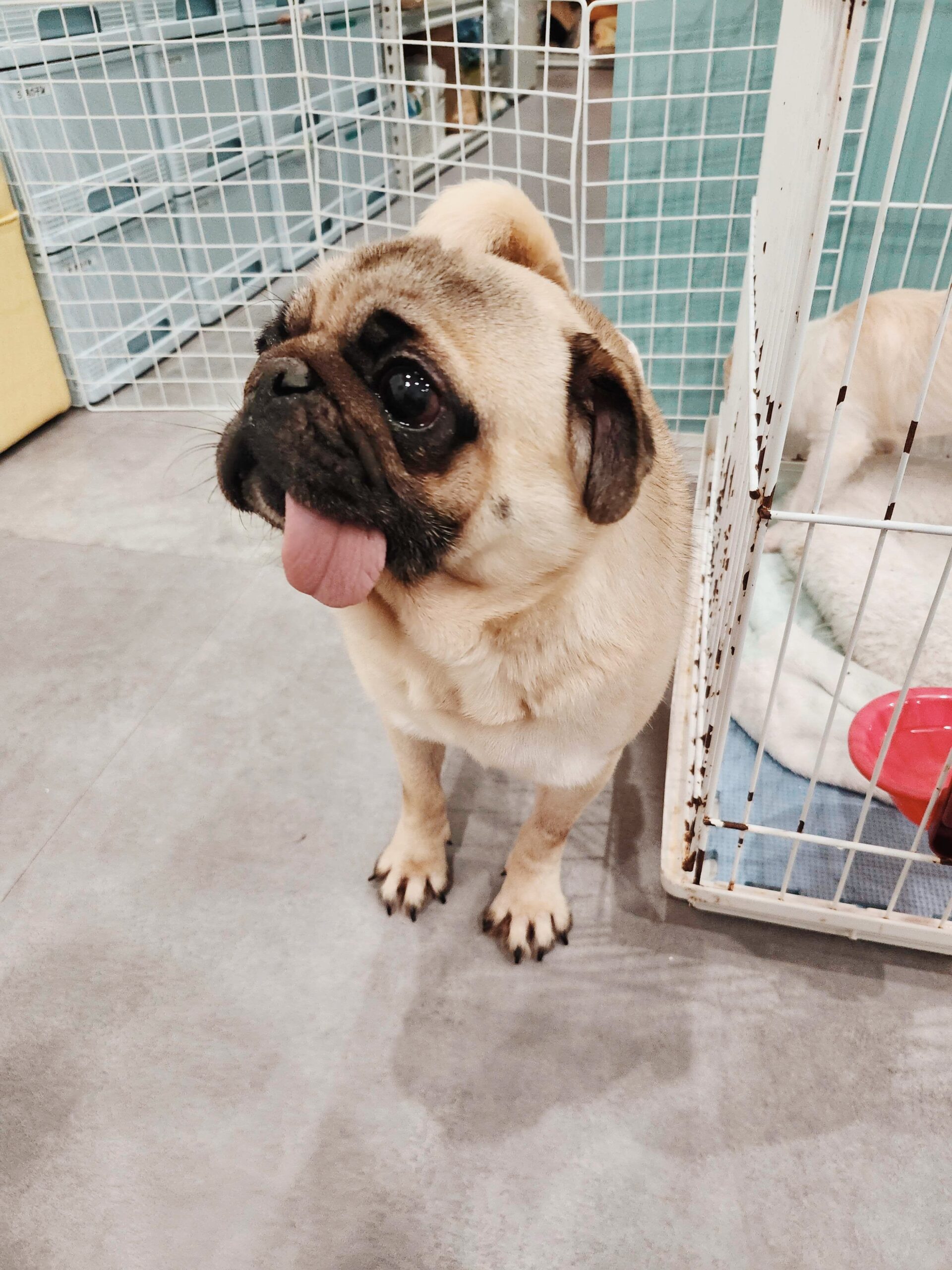 クララベルの画像2