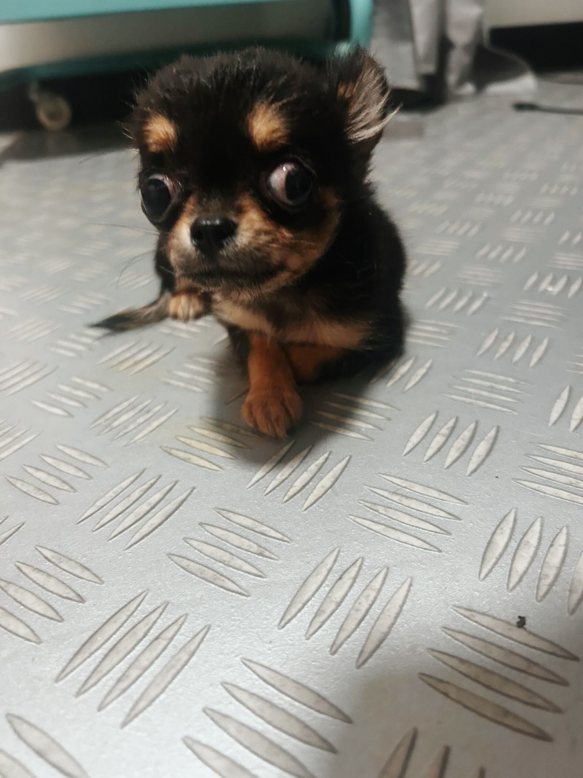 どんぐりの画像2