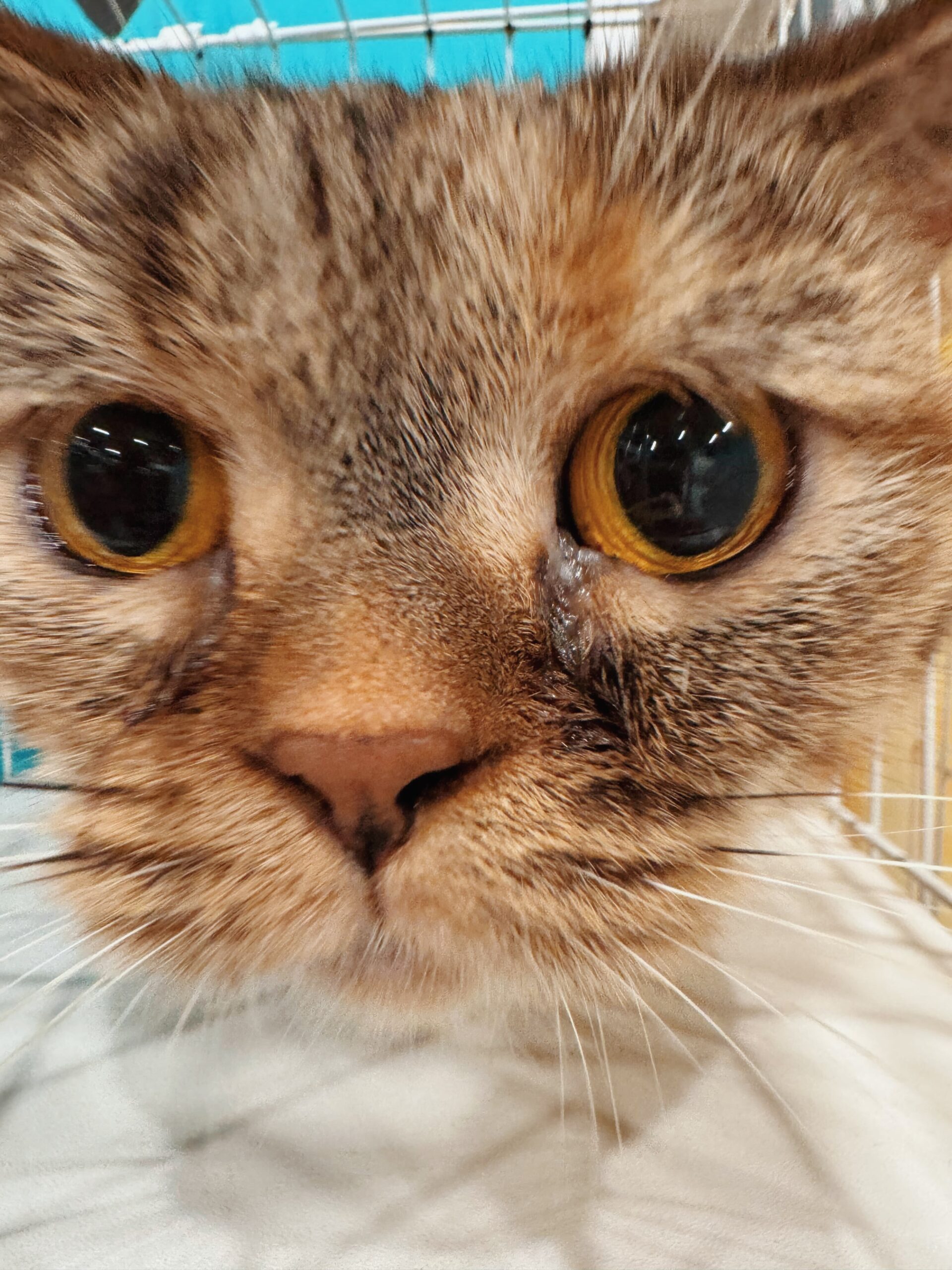 じゃがりこの画像1