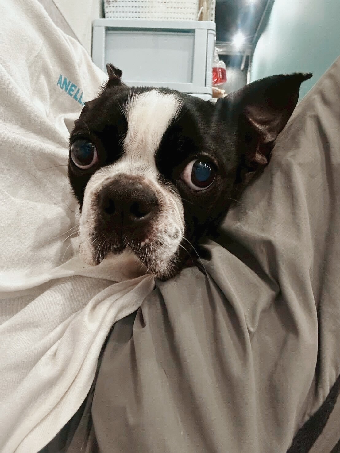 ベビースターの画像2