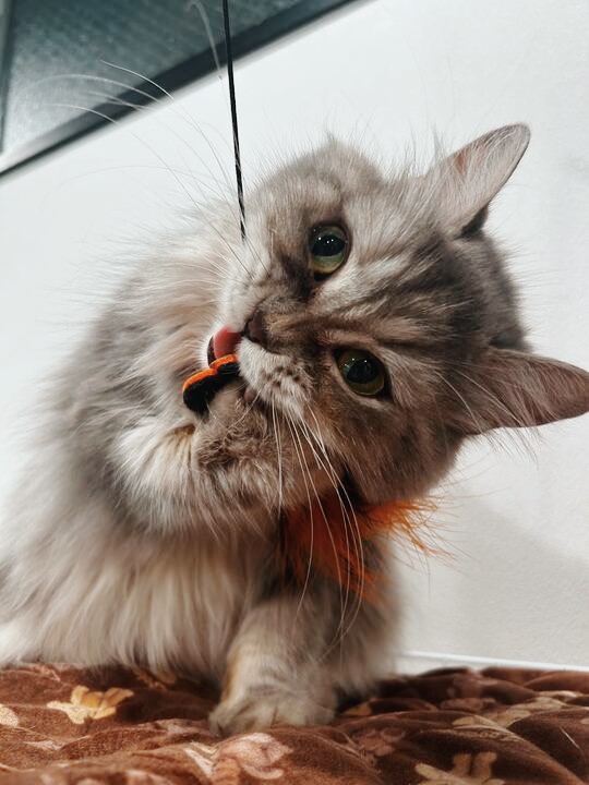 オーリーの画像2